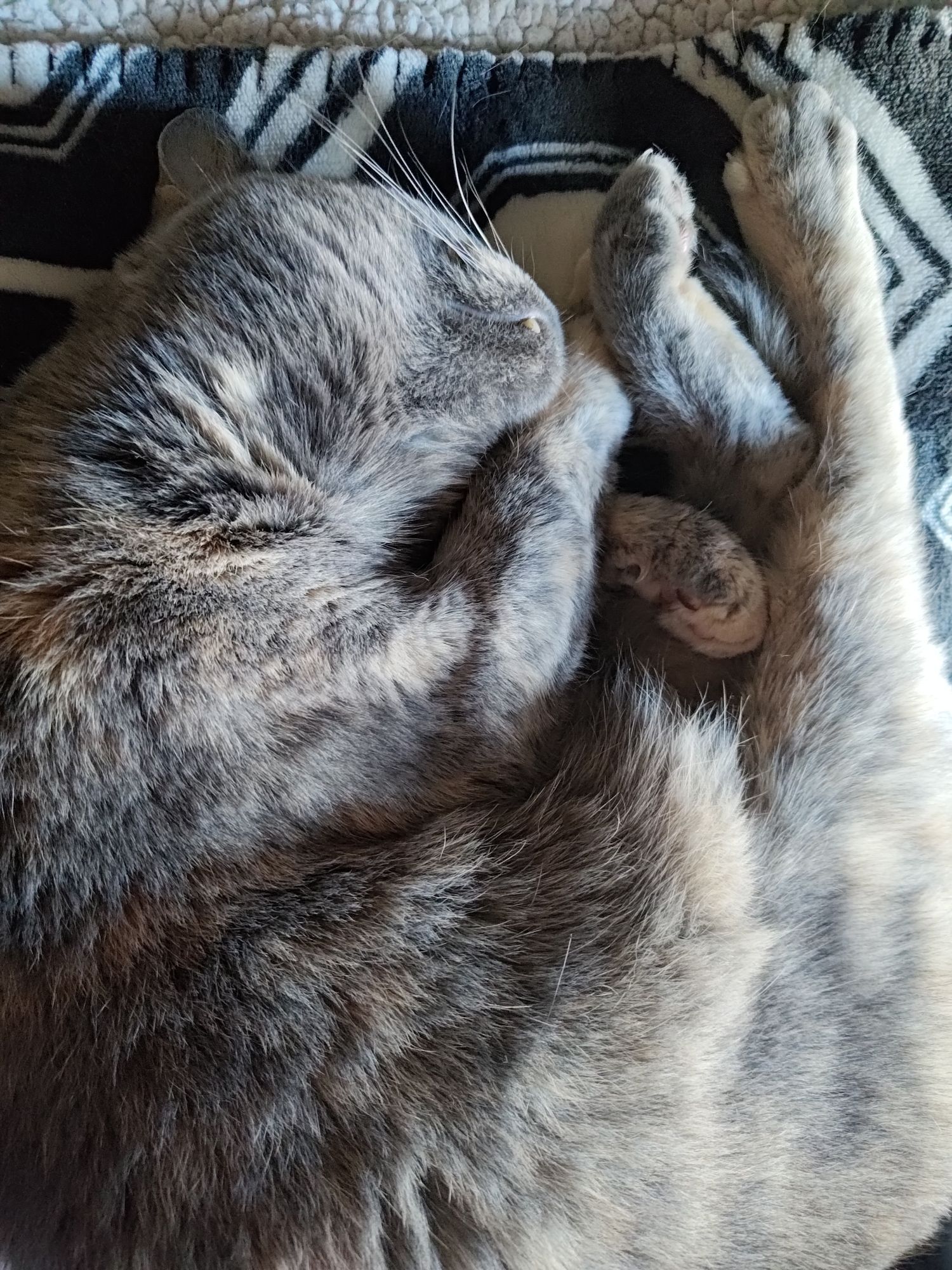 Sleeping dilute tortoiseshell city. Her head and feets are nearly touching because she is curled up. Her chin is facing upward and you can see her whiskers and a single canine tooth. She is laying on a black and white geometric-pattern blanket.