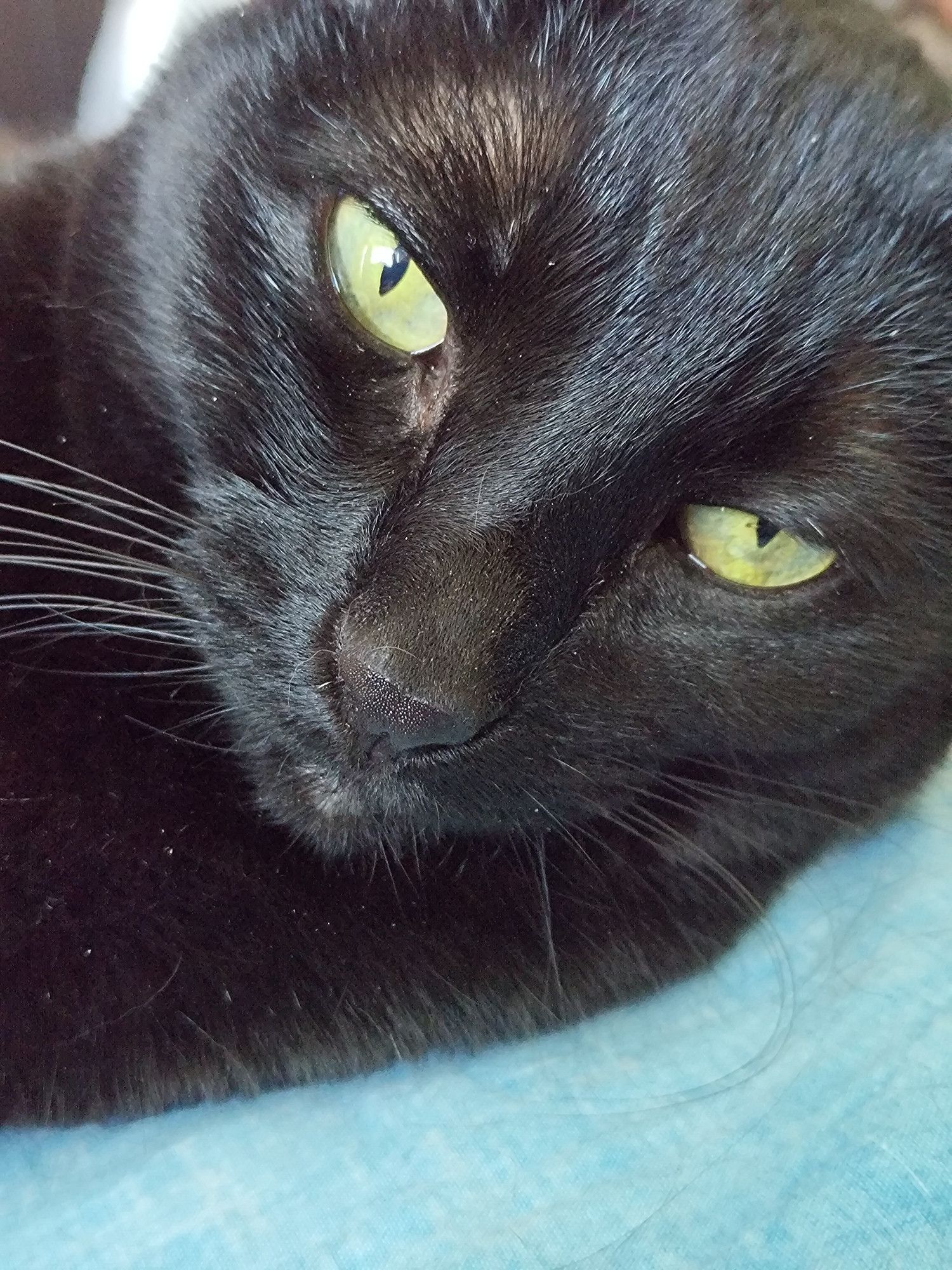 Close up of a black cat's face. She has yellowish greenish eyes. She is laying on a blue blanket.