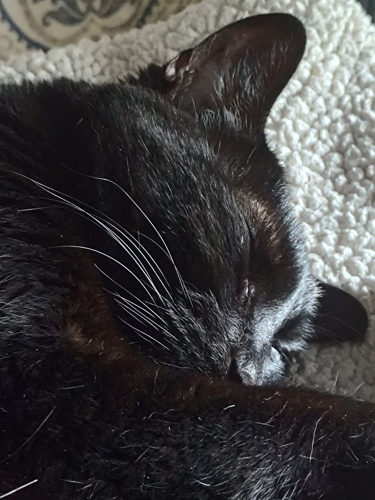 Close up of a sleeping black cat. The sun is shining in and making her whiskers and fur shine