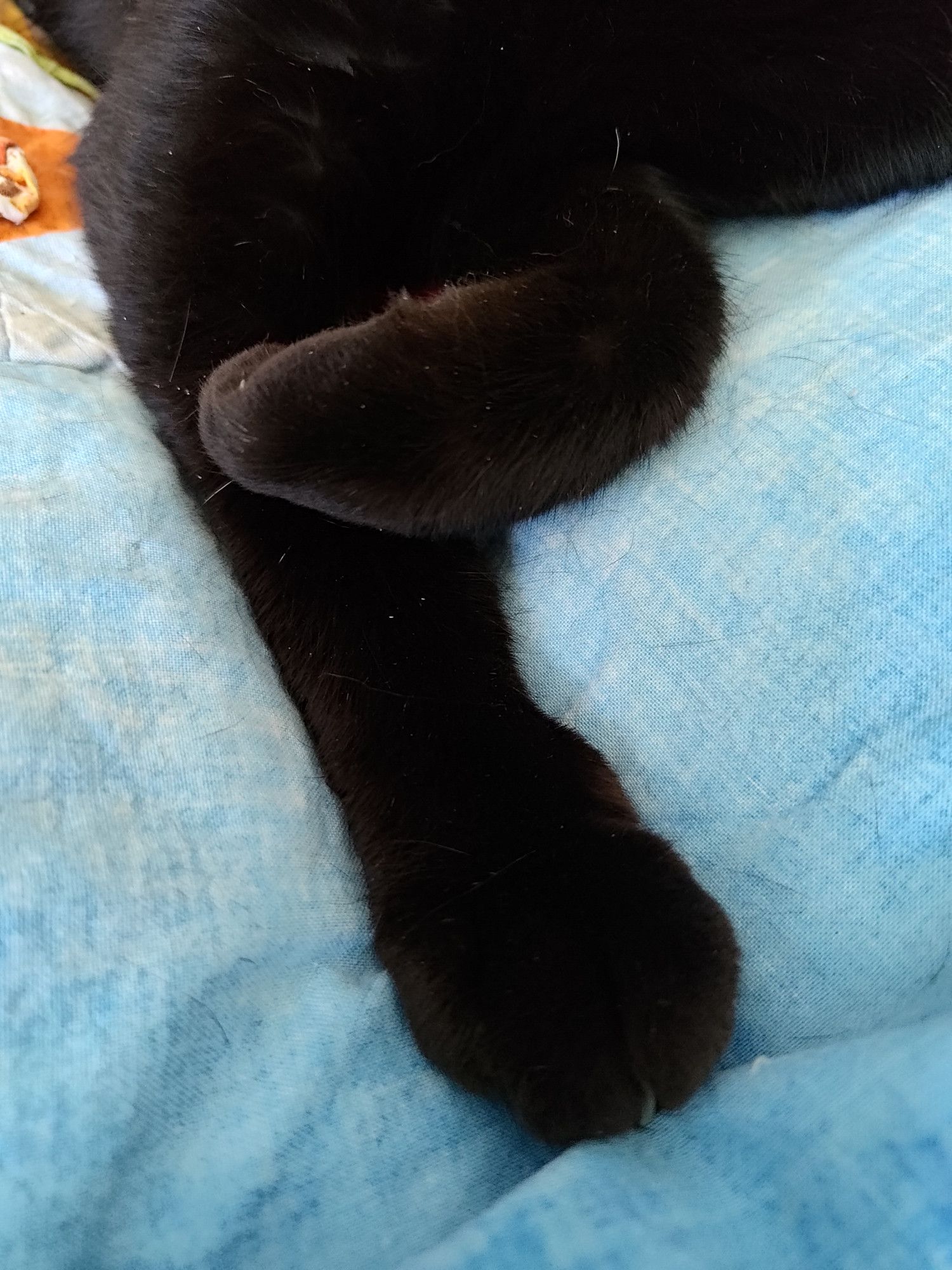 Front legs of a black cat. Her left front paw is curled feetsie on top of stretchy-outie right front leg. One single claw is barely visible on her right foot. She is laying on a blue blanket.