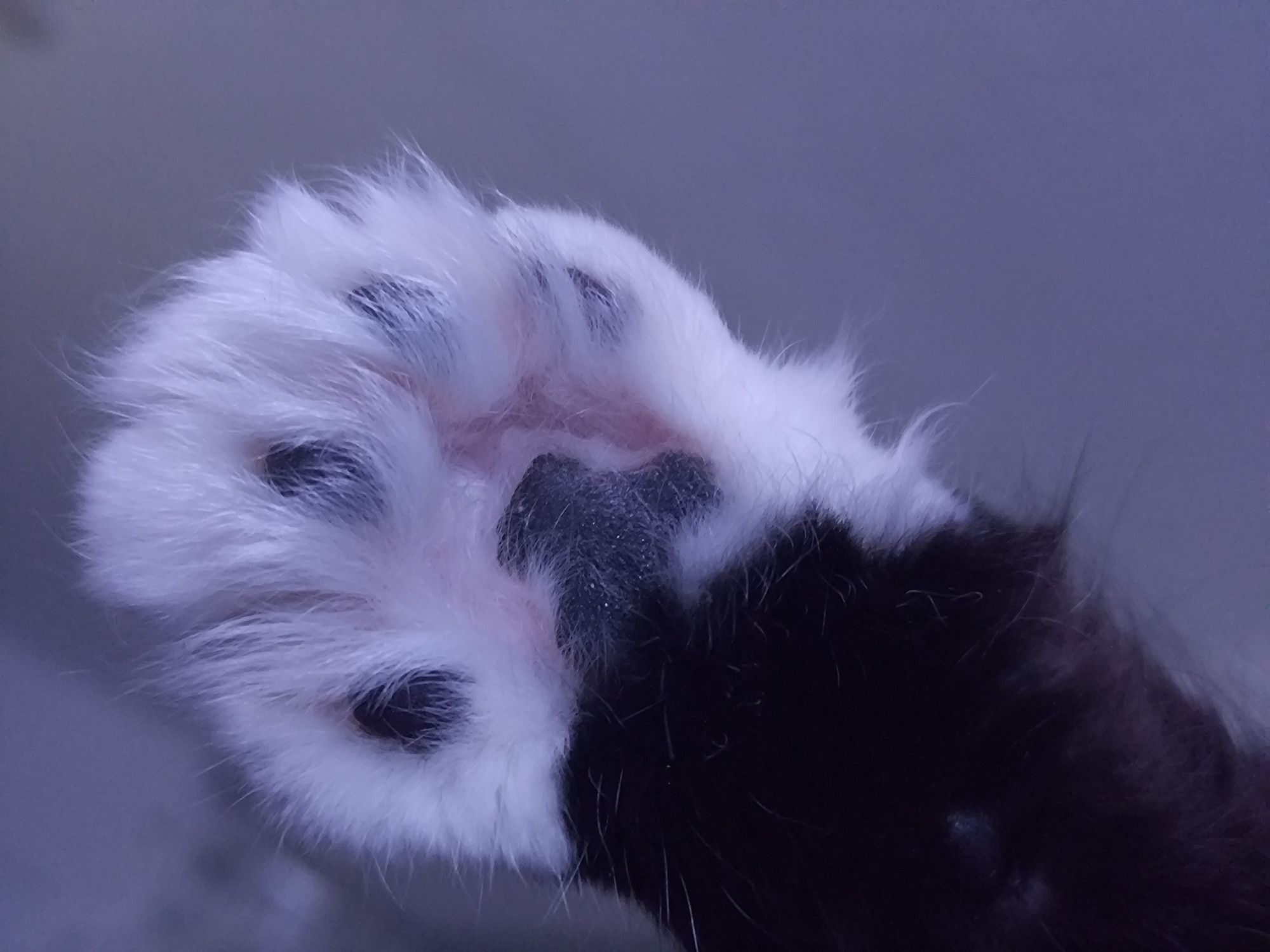 Close up image of a cat paw. Black leg, white sock. The toe beans are black, and the foot pad is black and white. Floofy kitty, so there is extra floofage between beans.