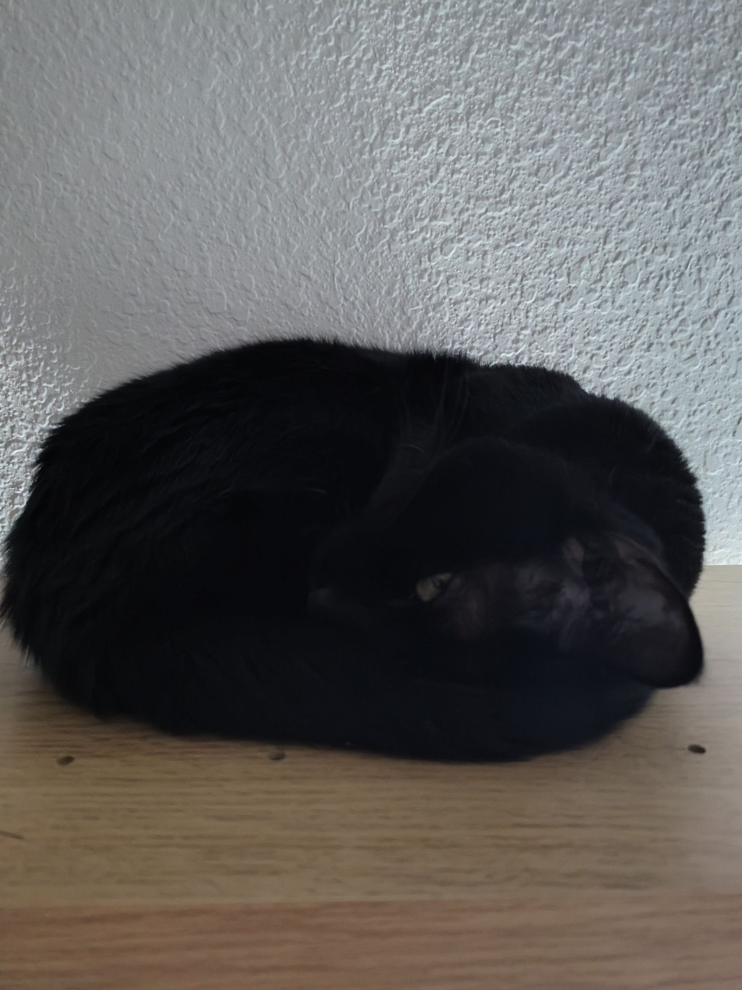 Tightly curled black cat laying on a brown shelf with a white wall behind. One yellow eye is open and looking at the camera.