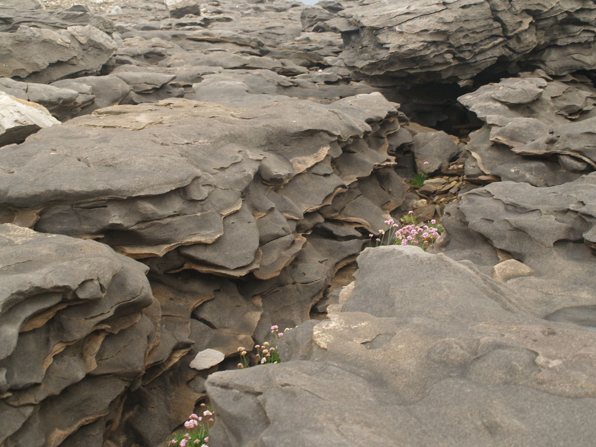 Grey rocks with brownish coloured veins running across them. The brown veins are more resistant to weathering and project slightly from the grey ones. Pink flowers are about 1cm across and give a sense of scale