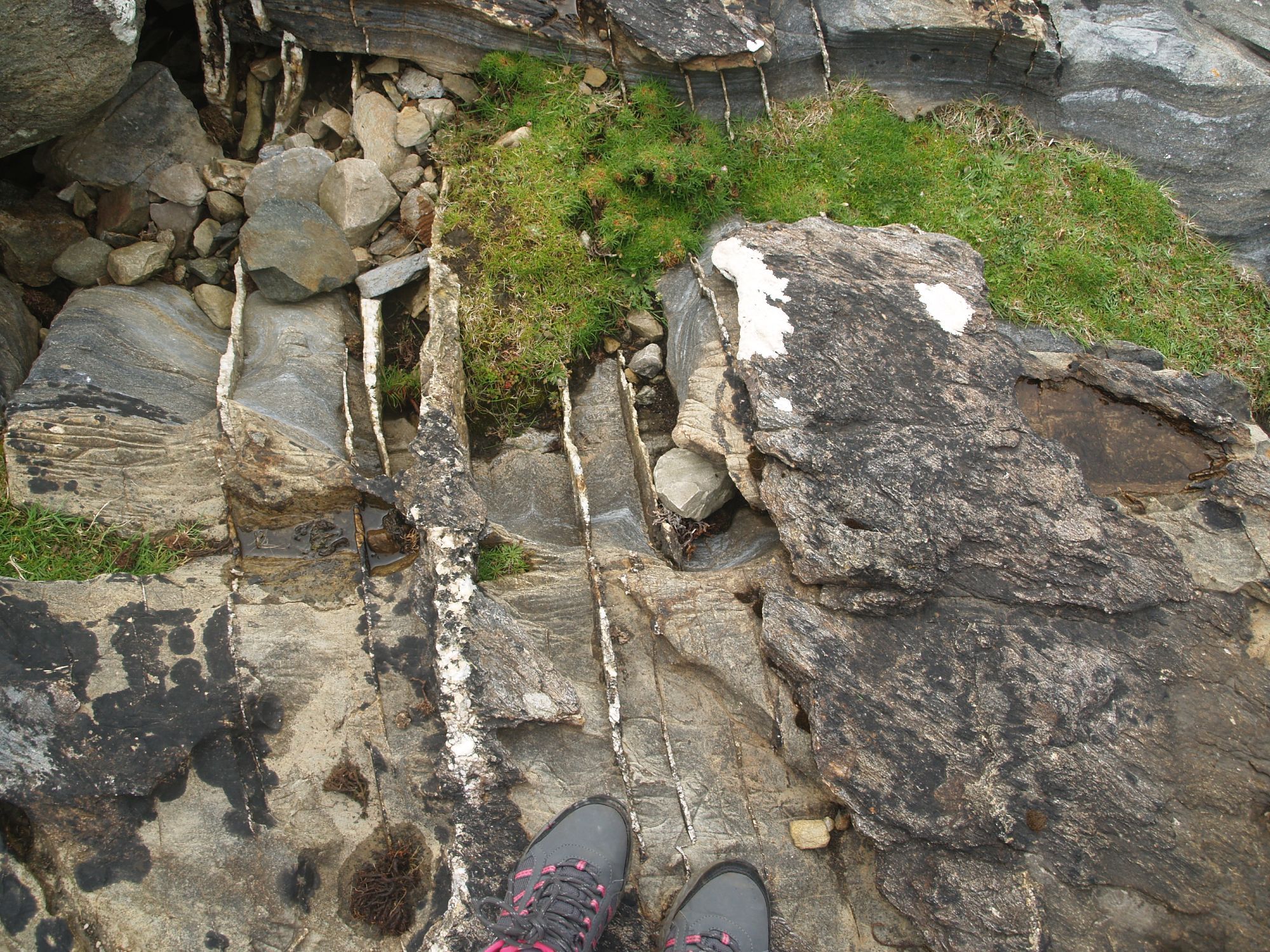 White ridges of quartz in a greyish rock that is metamorphosed limestone. Tips of hiking boots for scale.