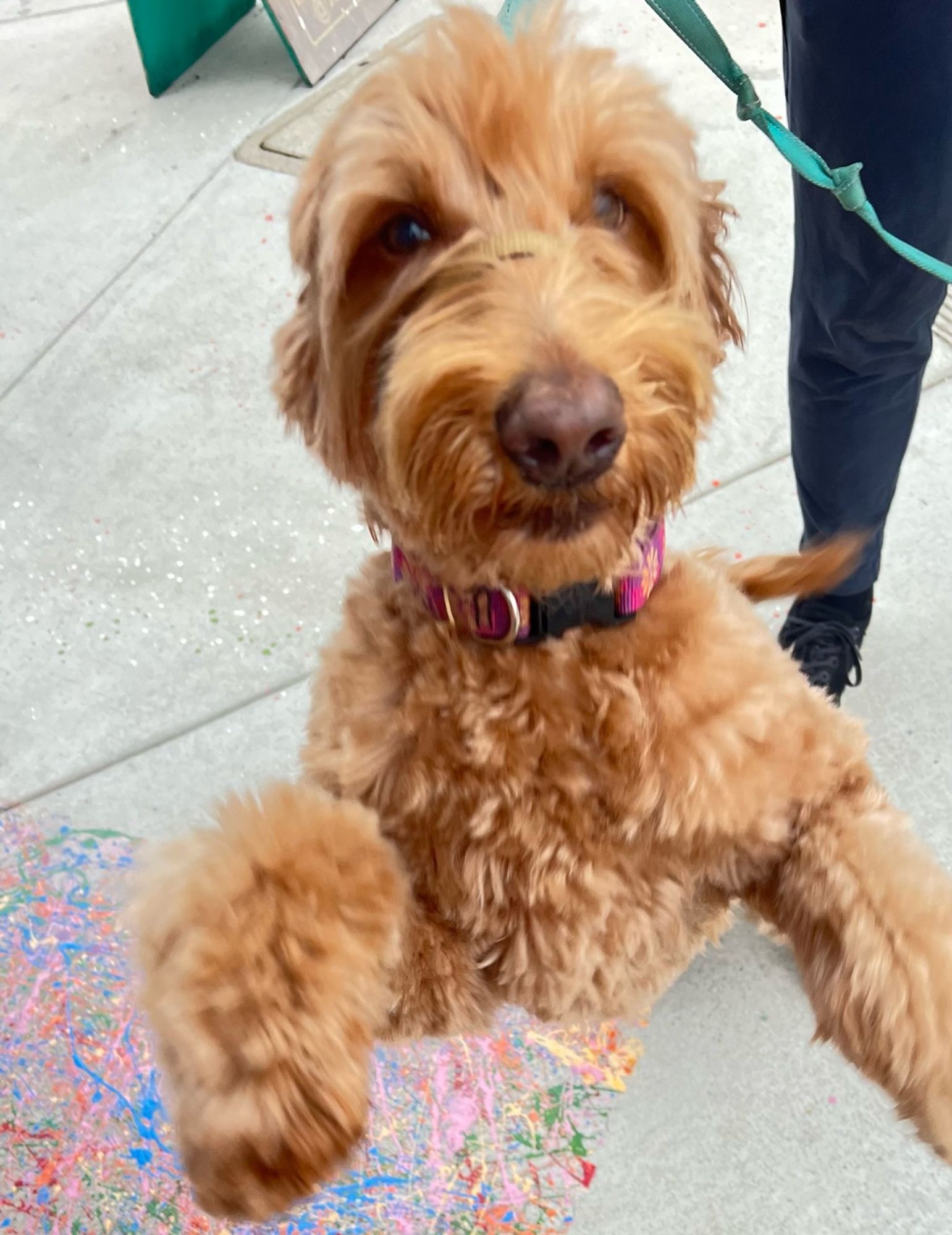 Fuzzy strawberry blonde pooch on back legs.