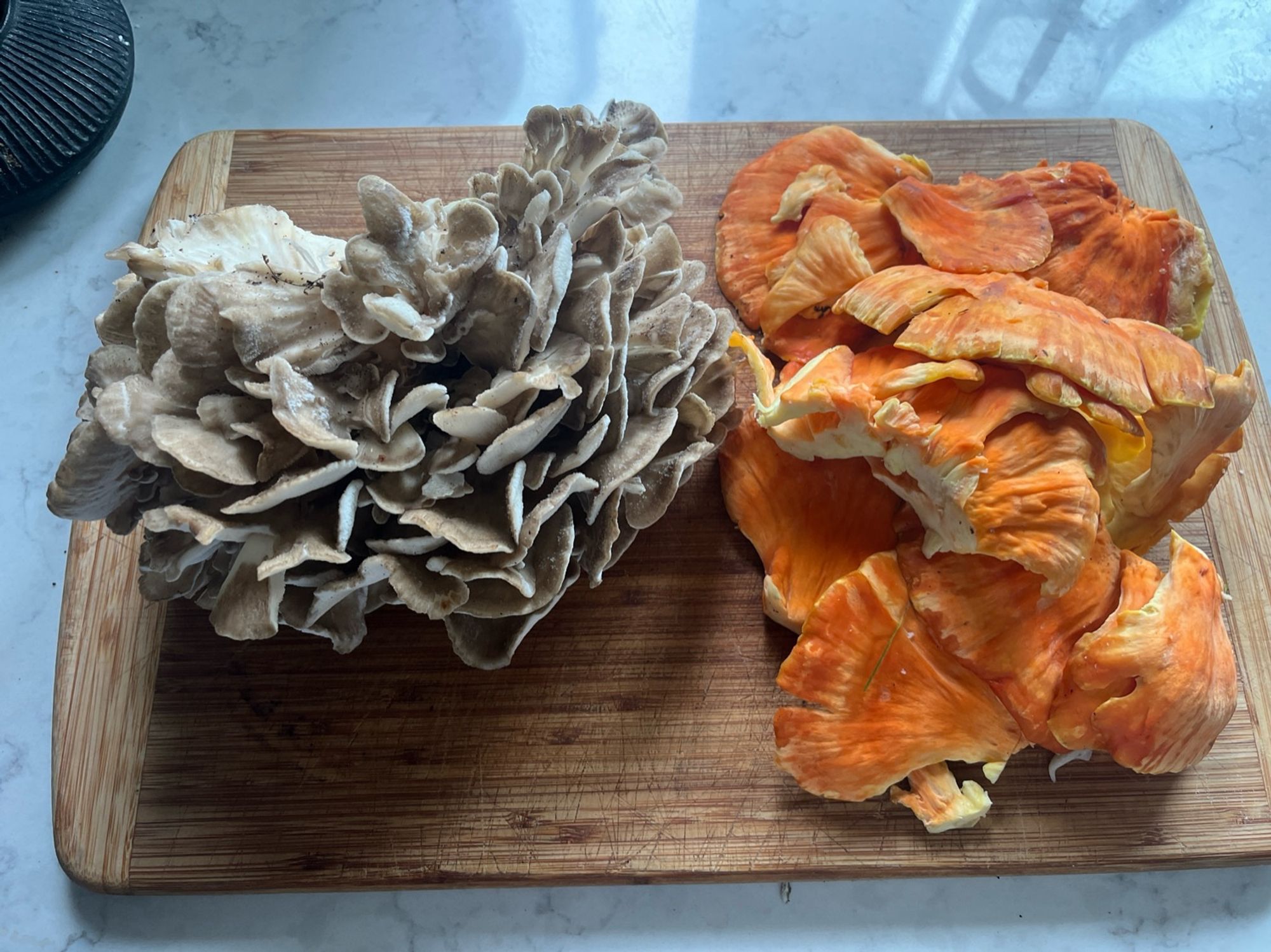 Cutting board with one beautiful hen o the woods on the left and one beautiful chicken o the woods on the right