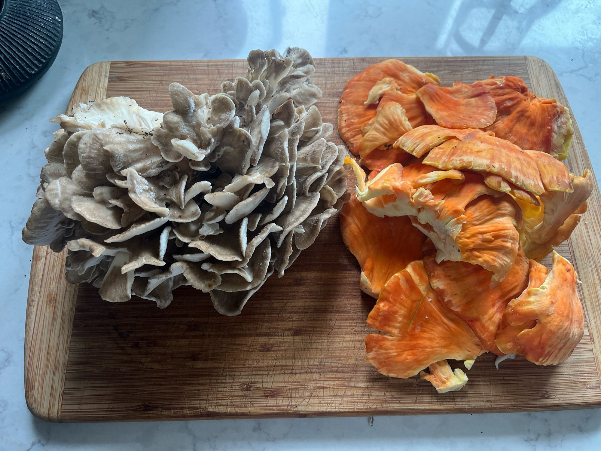 Cutting board with one beautiful hen o the woods on the left and one beautiful chicken o the woods on the right