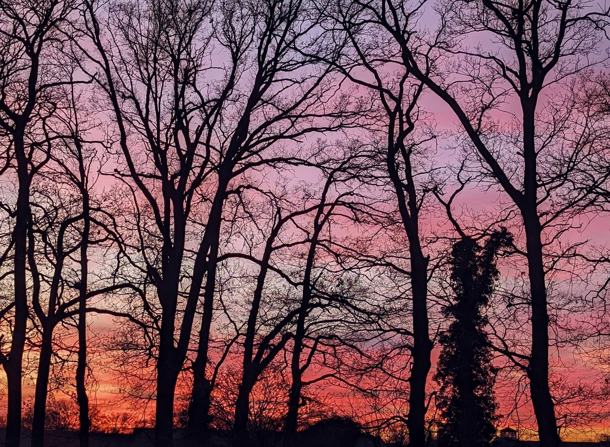 Man sieht winterliche und blätterlose Bäume mit einem Gewirr von Zweigen gegen den Abendhimmel stehen. Er ist in verschiedenen rosatönen.