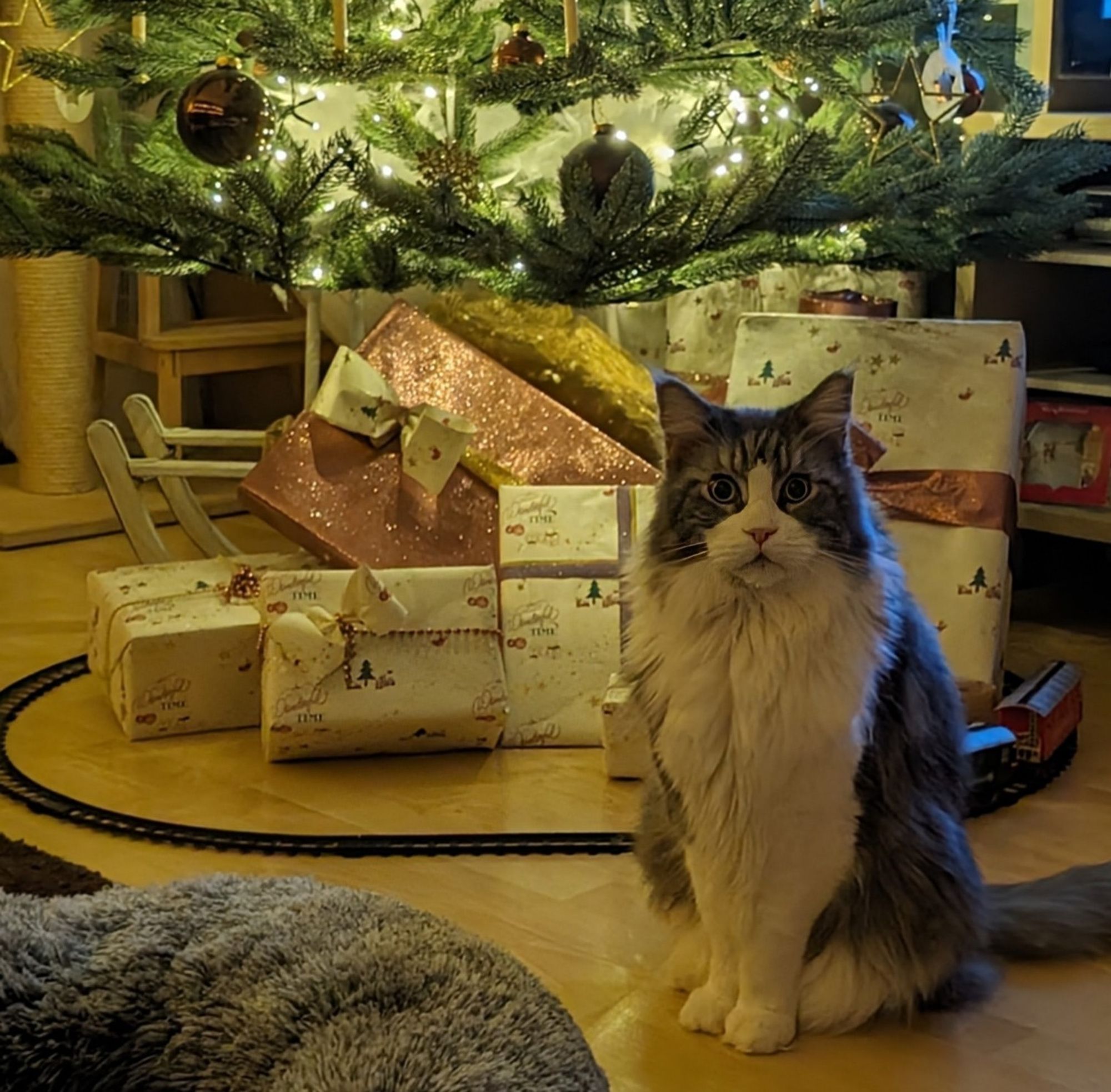 Im Hintergrund ist ein Weihnachtsbaum, der auf einem Schlitten steht, mit Dekogeschenken und einer Eisenbahn drumrum.

Vorne sitzt ein grau-weißer Maine Waschbärchenkater und schaut wirklich sehr drollig drein. 

Seine Brust, Hals und Vorderpfötchen sind weiß, sein Rücken grau. Im Gesicht hat er ein weißes Schnäuzchen und Näschen. Das Weiß zieht sich über den Nasenrücken hoch. Ansonsten ist sein Gesichtchen grau, auf der Stirn hat er ganz zarte Tigerstreifen. Er ist sehr flauschig.