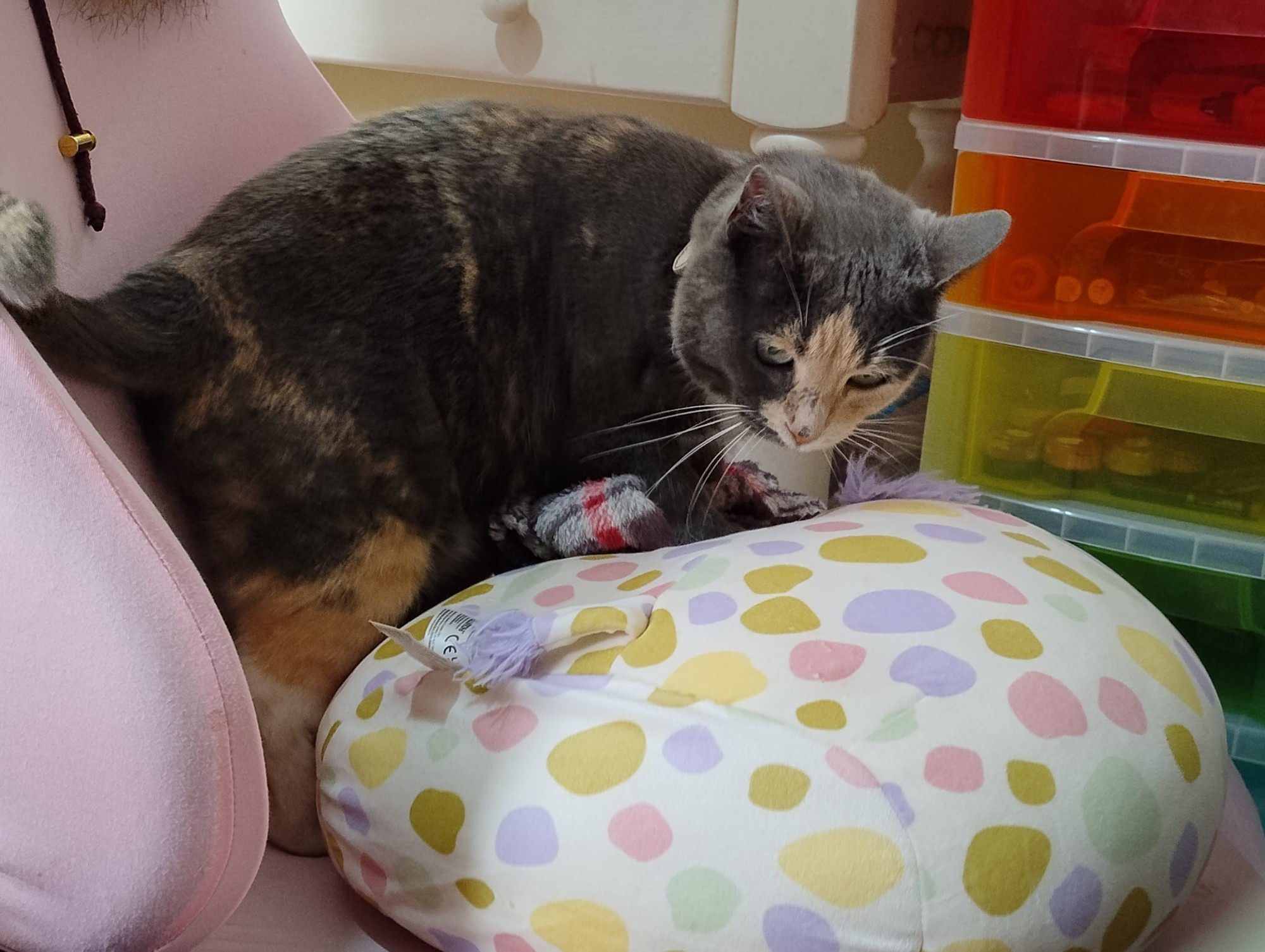 Fiona, a pastel tortoise shell cat, mostly dark grey fur and some orange splotches, the lightning makes her seem darker than she is; her face is mostly white/cream color, with dark grey in her right and upper part of her head. She's kneading a squishmallow of what looks like a white cow with colorful pastel dots.