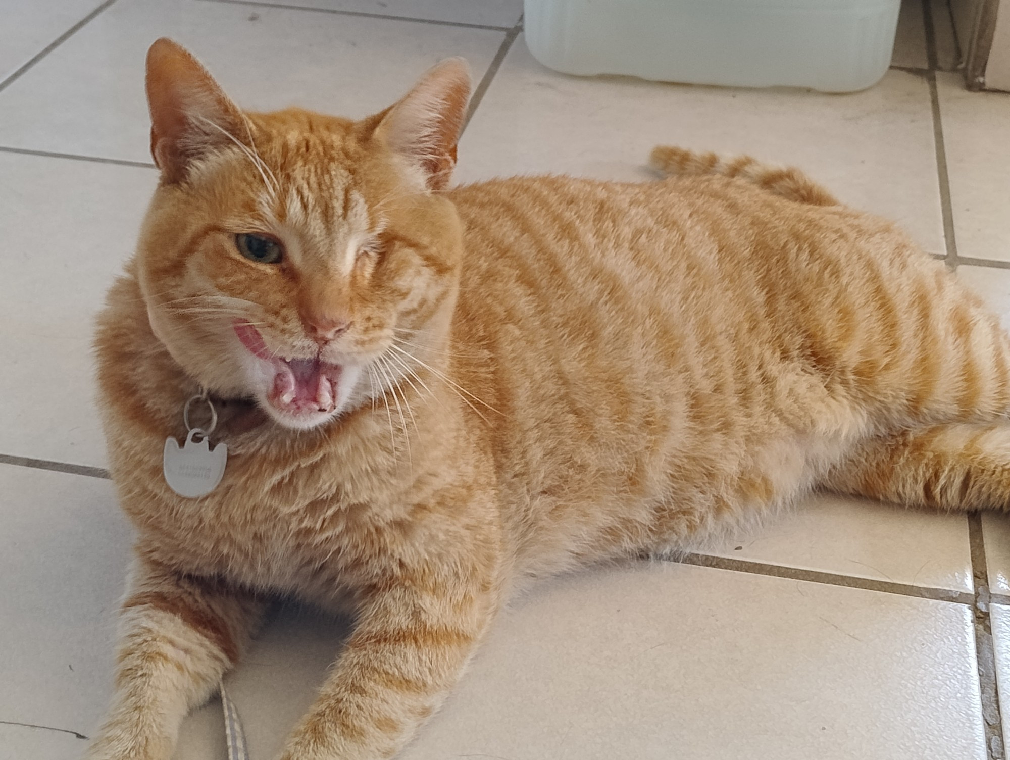 Solovino, an orange cat with slightly darker stripes. He's missing his left eye and is licking his mouth, mouth wide open.