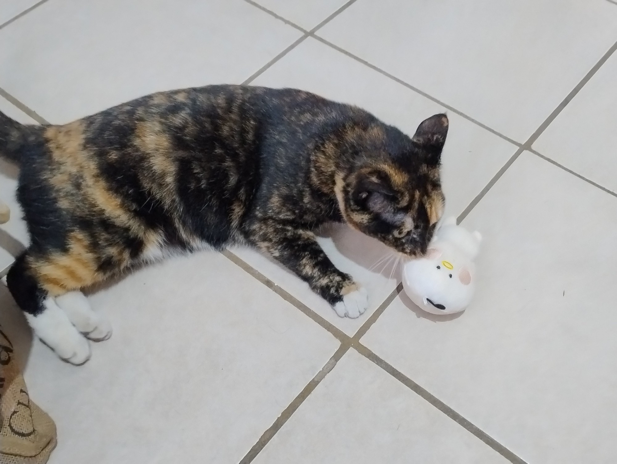 Miso, a mostly black tortoise shell cat with orange splotches and white paws and belly, smelling a "Lil' Guy" plushie from Ohmonah.