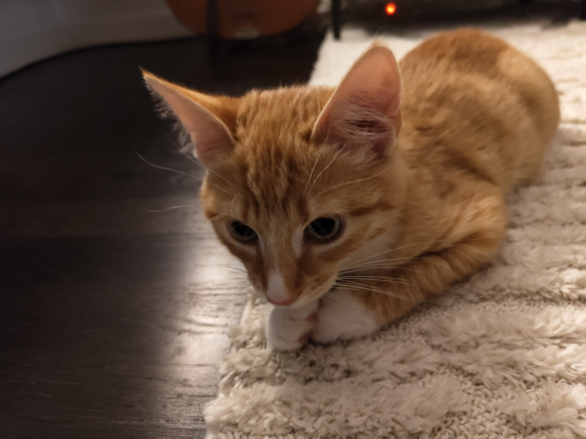 orange cat loafing