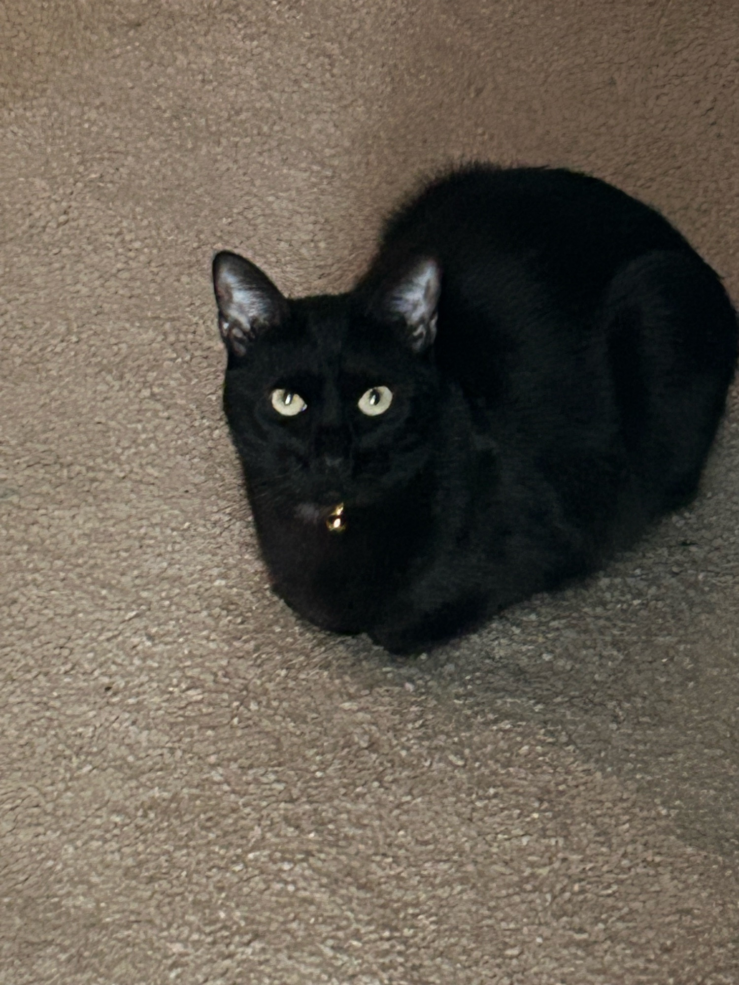 My cat, Momo, making a great loaf 