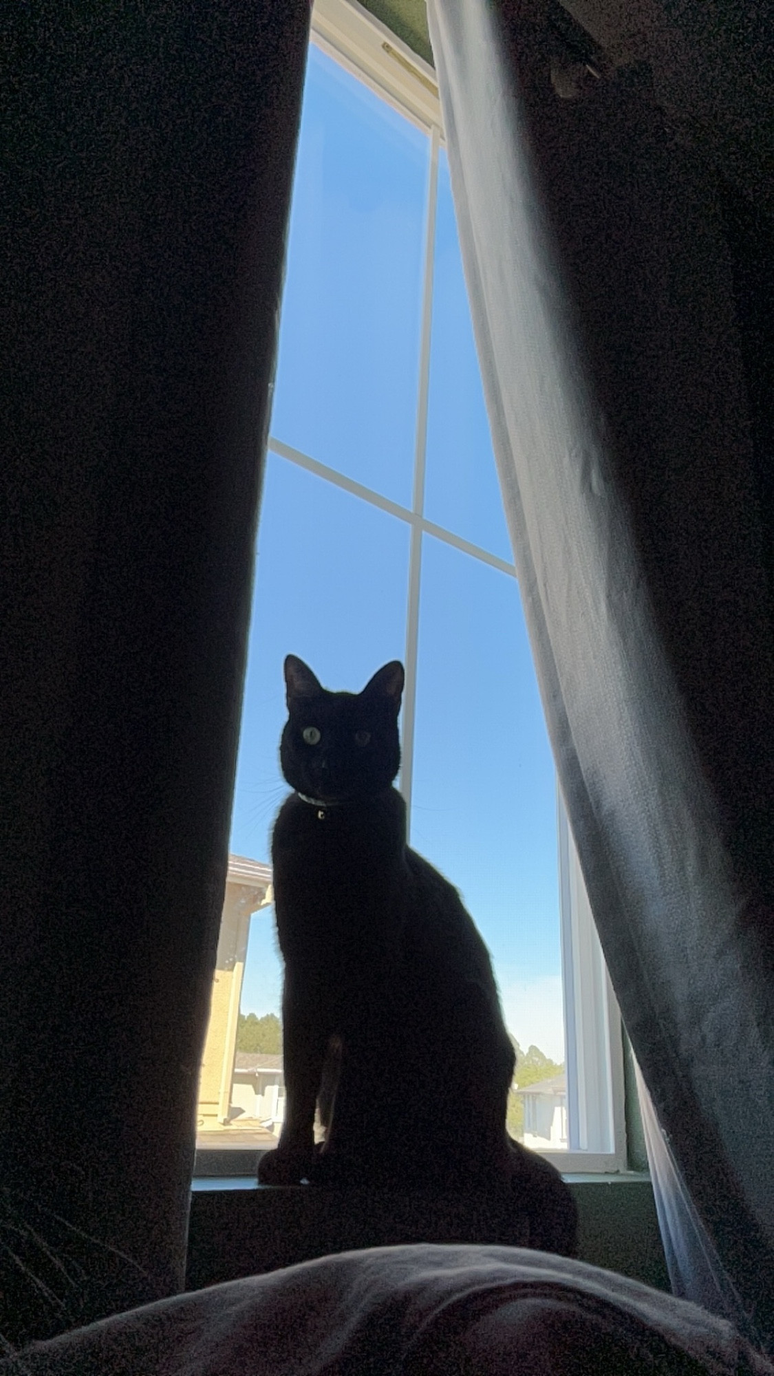 My kitty, Momo, in a windowsill 