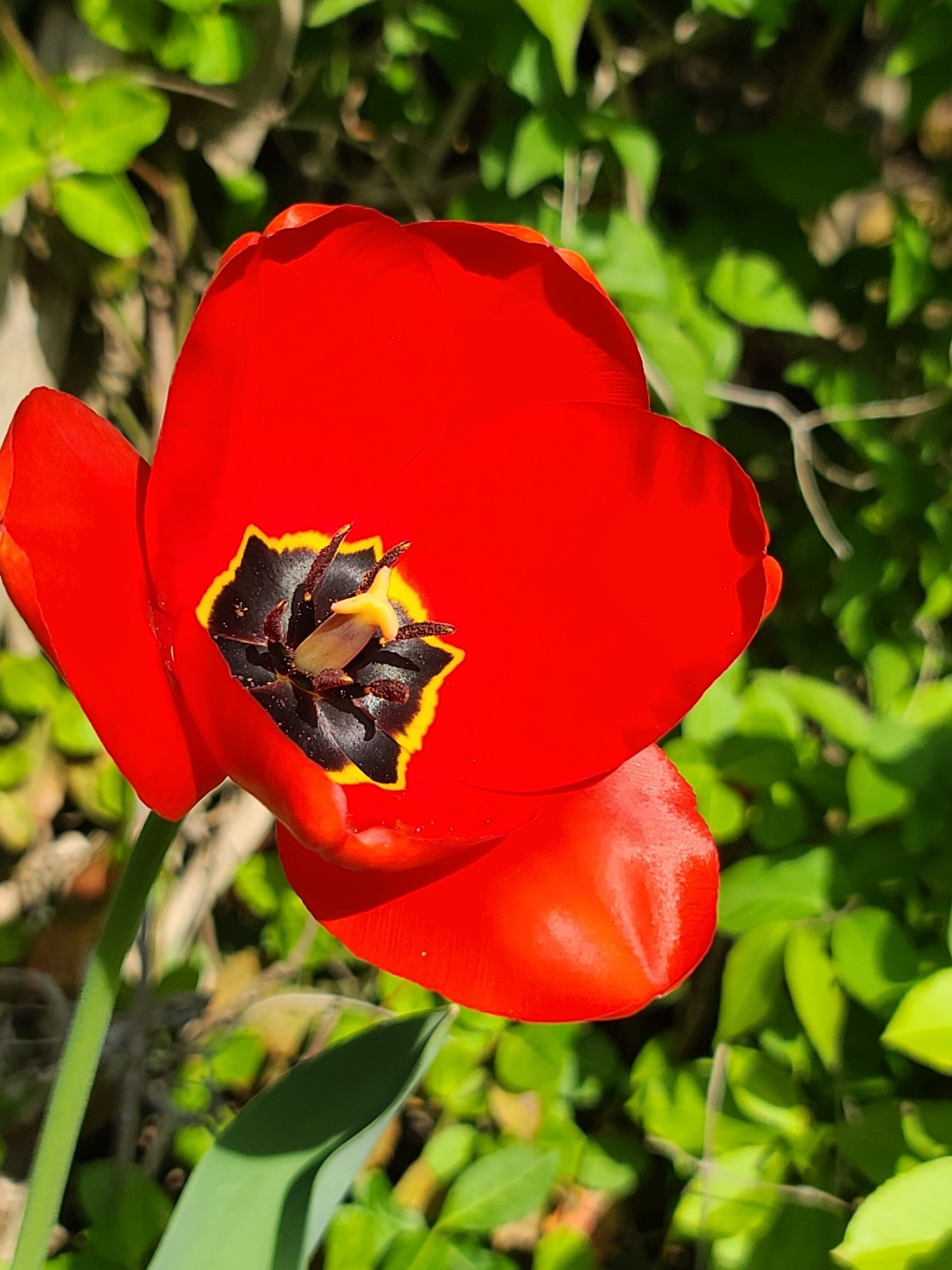 Tulipa Agenensis