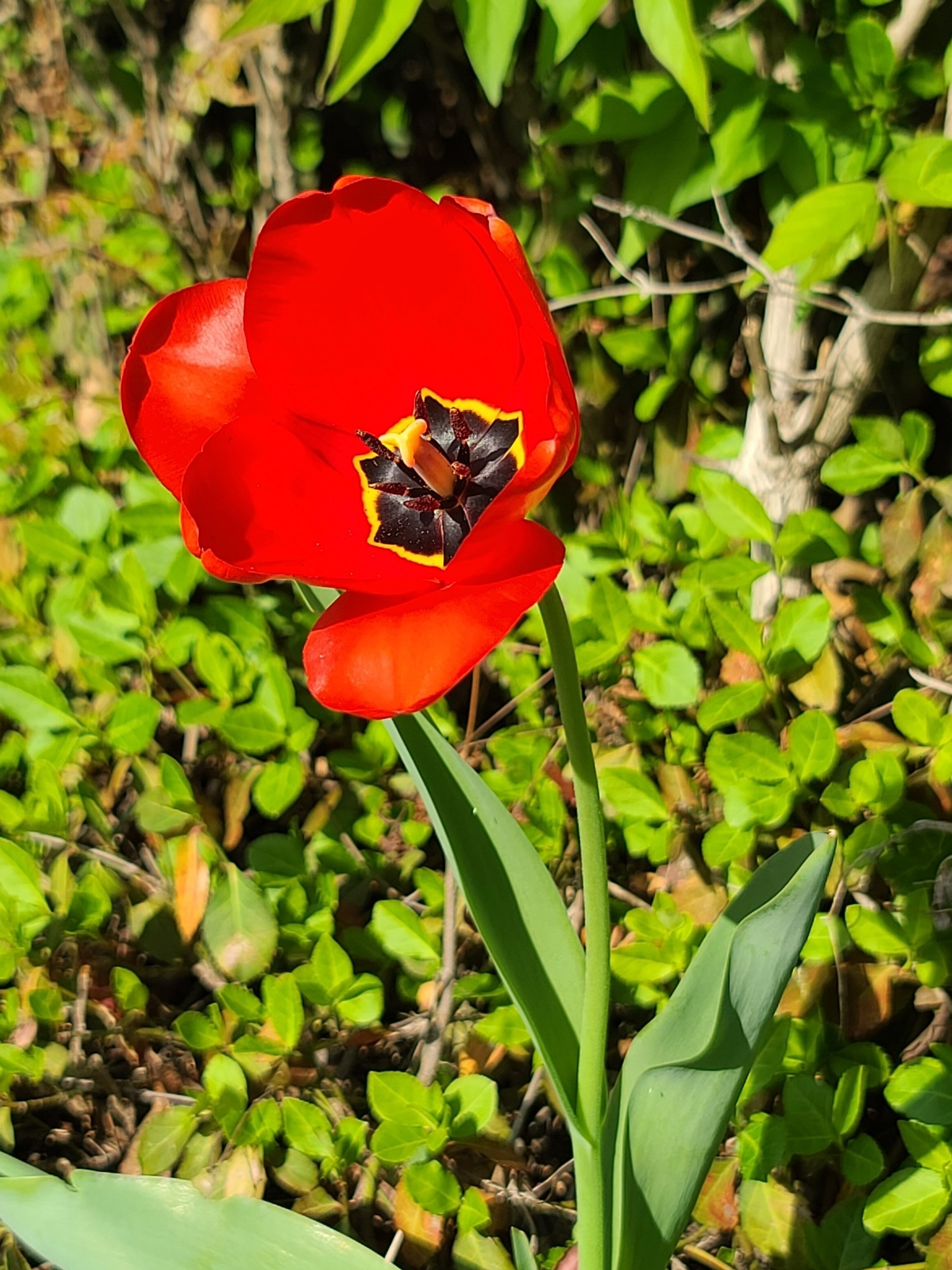 Tulipa Agenensis