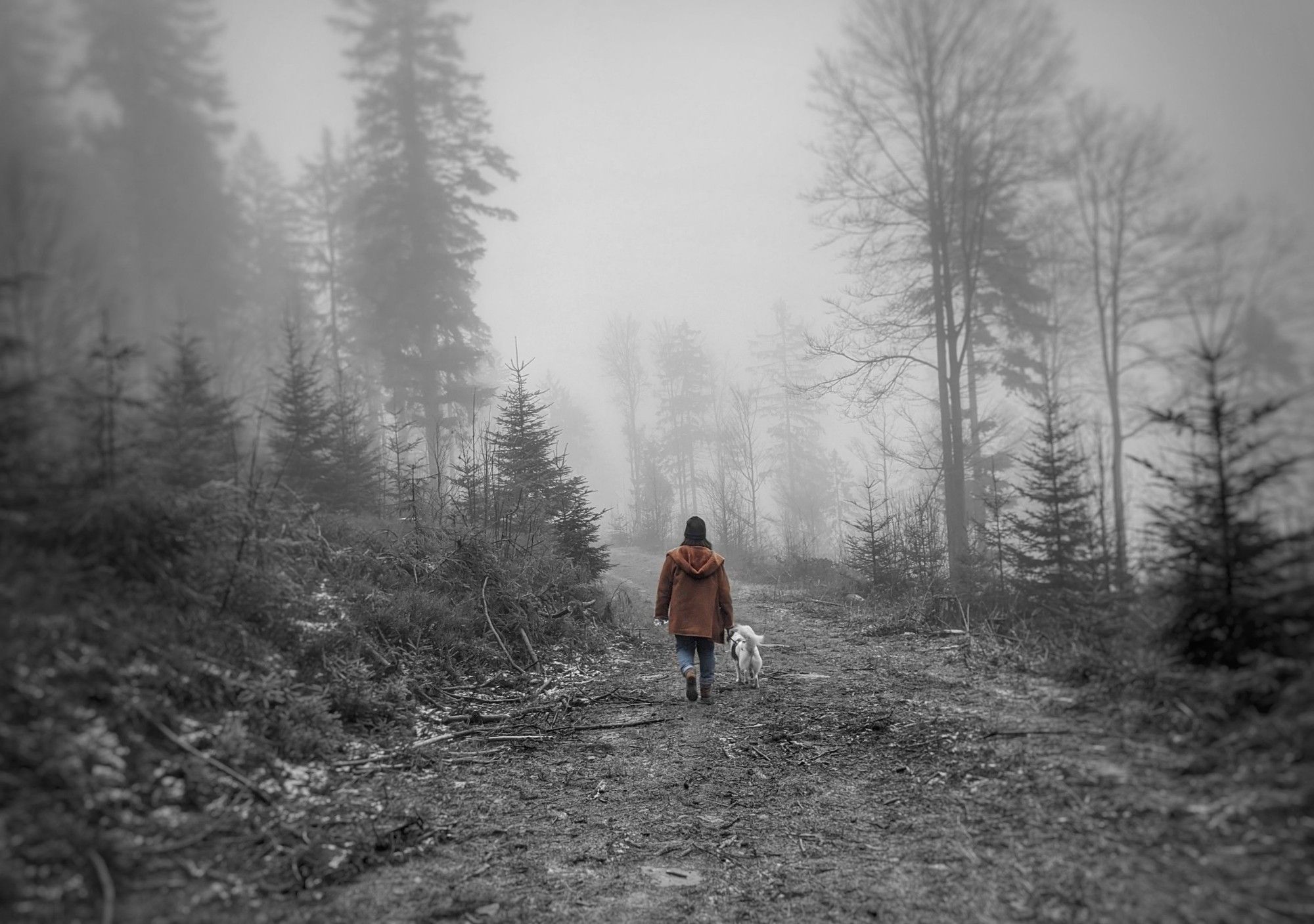 Eine Person mit einem Hund  geht in der unteren Bildmitte auf einem Weg durch einen nebeligen Wald