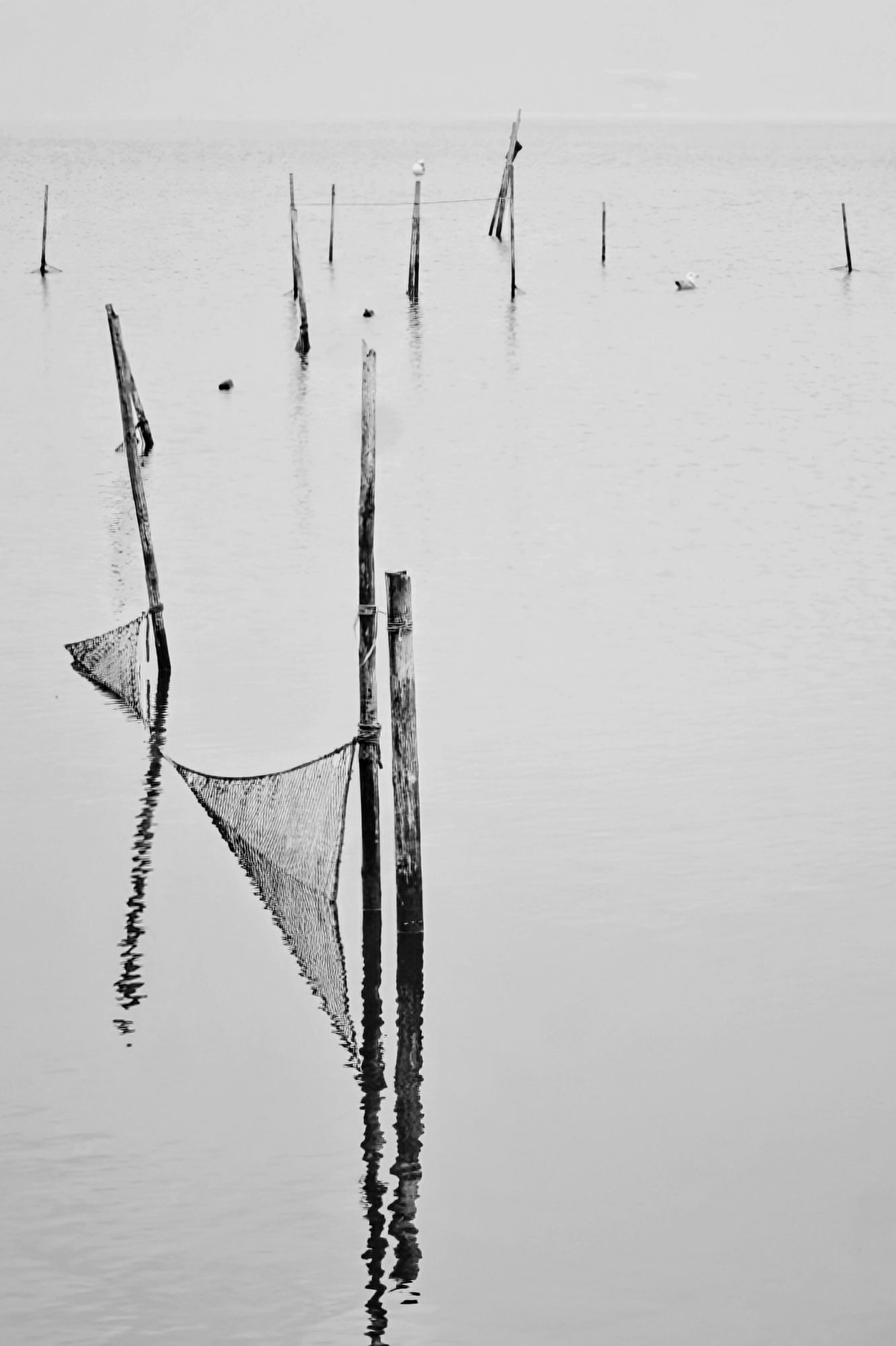 Schwarz-weiß Foto: dunkle Stäbe im Meer. Zwischen manchen Stäben hängen Netze.