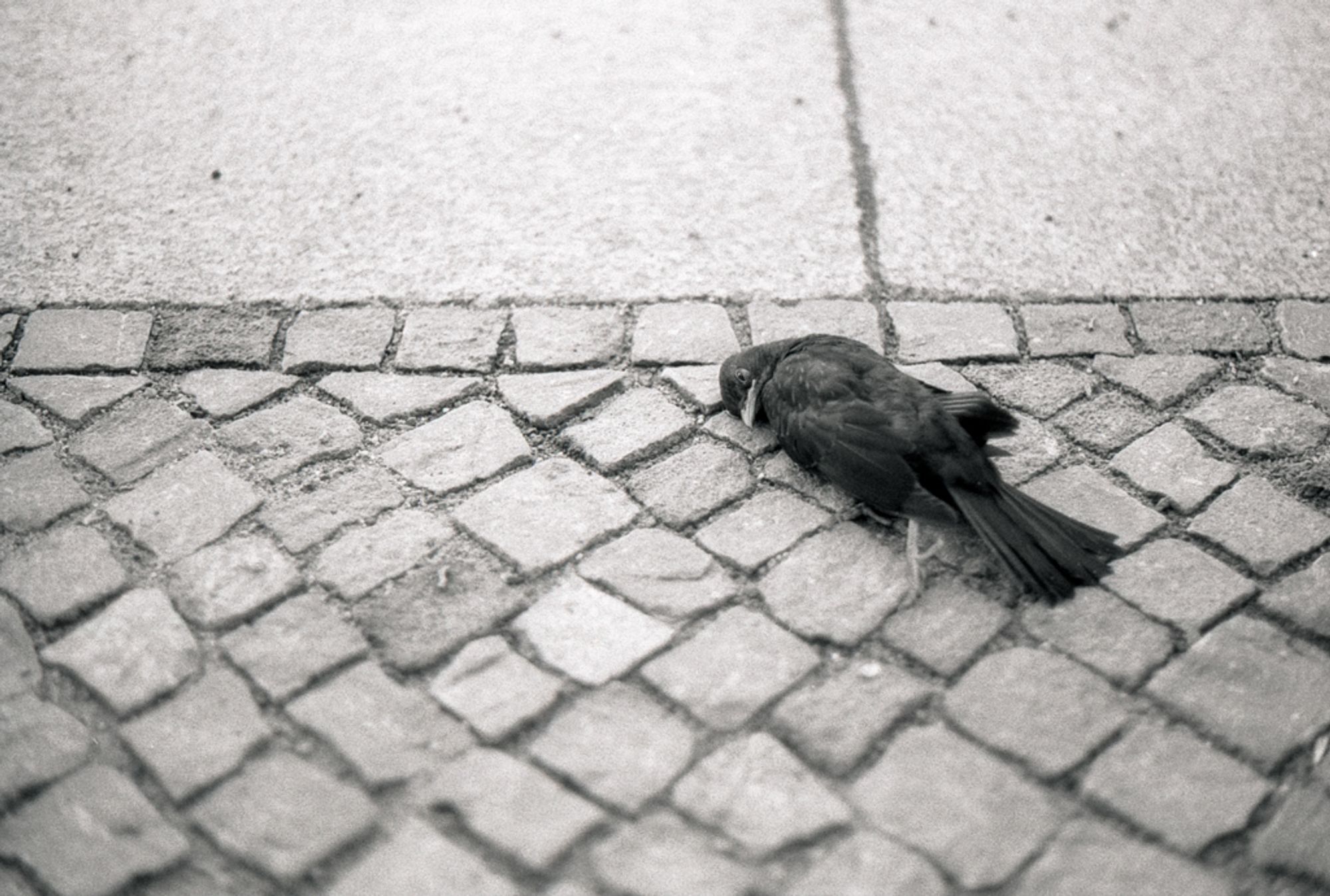 Das Bild zeigt einen toten Vogel, der auf einem Pflastersteinweg liegt. Der Kontrast zwischen dem gefiederten Körper des Vogels und den harten, unregelmäßigen Pflastersteinen verstärkt die melancholische und stille Stimmung der Szene. Der Vogel liegt auf der Seite, und seine Flügel und Schwanzfedern sind leicht ausgebreitet, als ob er gerade erst gefallen wäre. 

Das Bild ist in Schwarz-Weiß gehalten, was die ernste und nachdenkliche Atmosphäre noch verstärkt. Es fängt einen ruhigen Moment des Stillstands ein und lässt den Betrachter über die Vergänglichkeit des Lebens und die Zerbrechlichkeit der Natur im urbanen Raum nachdenken. Die minimalistische Komposition lenkt den Fokus voll und ganz auf das tragische, aber einfache Motiv.