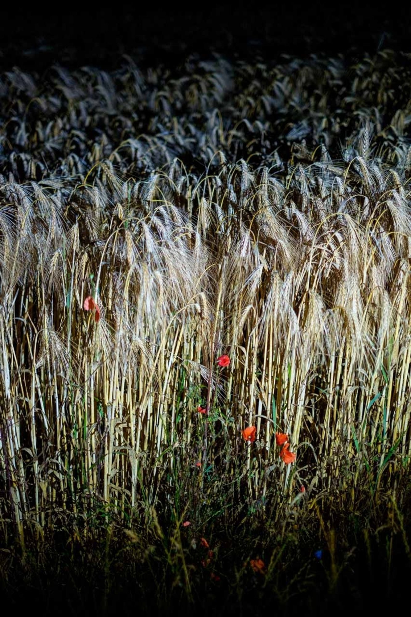 Das Bild zeigt ein Feld mit dicht stehenden, langen Getreidehalmen, die in der Mitte des Bildes den Hauptfokus einnehmen. Die Halme sind hellbraun und bewegen sich leicht im Wind. Im unteren Teil des Bildes sind einige leuchtend rote Mohnblumen verstreut, die einen starken Farbkontrast zu den goldenen Getreidehalmen bieten. Der Hintergrund des Bildes ist dunkel, was darauf hinweist, dass es entweder in der Dämmerung oder bei Nacht aufgenommen wurde, möglicherweise mit einem starken Blitzlicht, das die Vordergrundelemente hell erleuchtet. Die Beleuchtung erzeugt eine dramatische Atmosphäre, in der die Textur der Halme deutlich hervorgehoben wird.