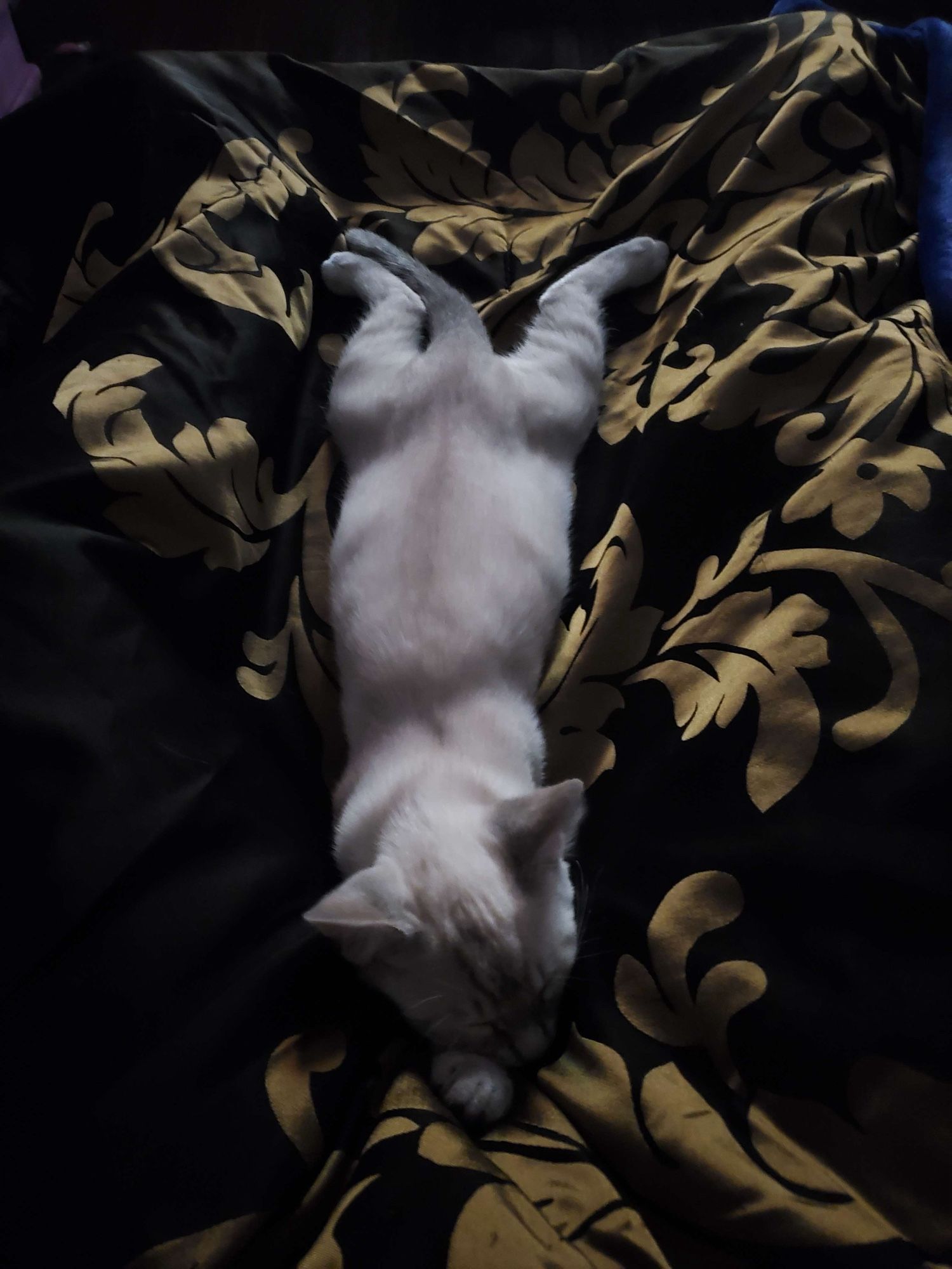 Picture of Siamese tabby kitten splooting on an ornate black and gold comforter in dim lighting.