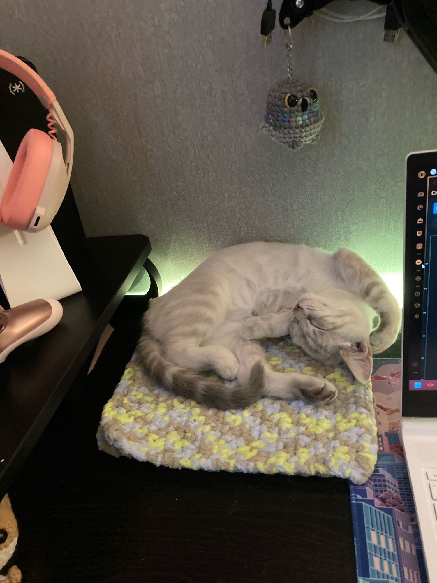 Picture of the same Siamese tabby kitten on top of a multicolored crocheted blanket. He’s on a desk, in between a white laptop and headphone stand.