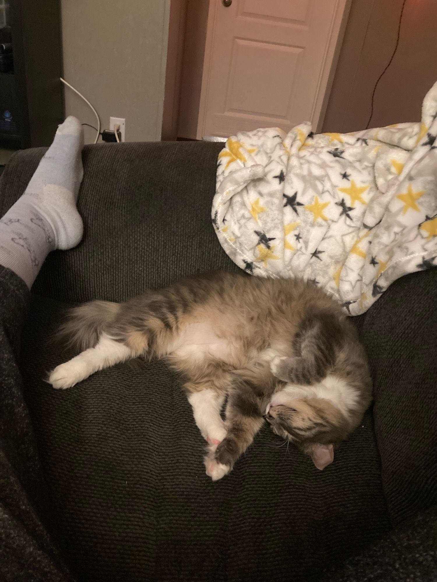 Picture of the same Norwegian Forest Cat in a goofy position on a dark navy armchair. A blanket is draped over the back and behind the cat. A foot is resting on the arm of the chair.