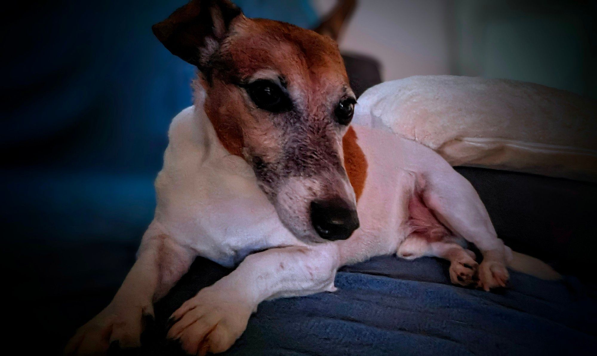 Jackrussel hatt auf dem Sofa  Platz genommen.