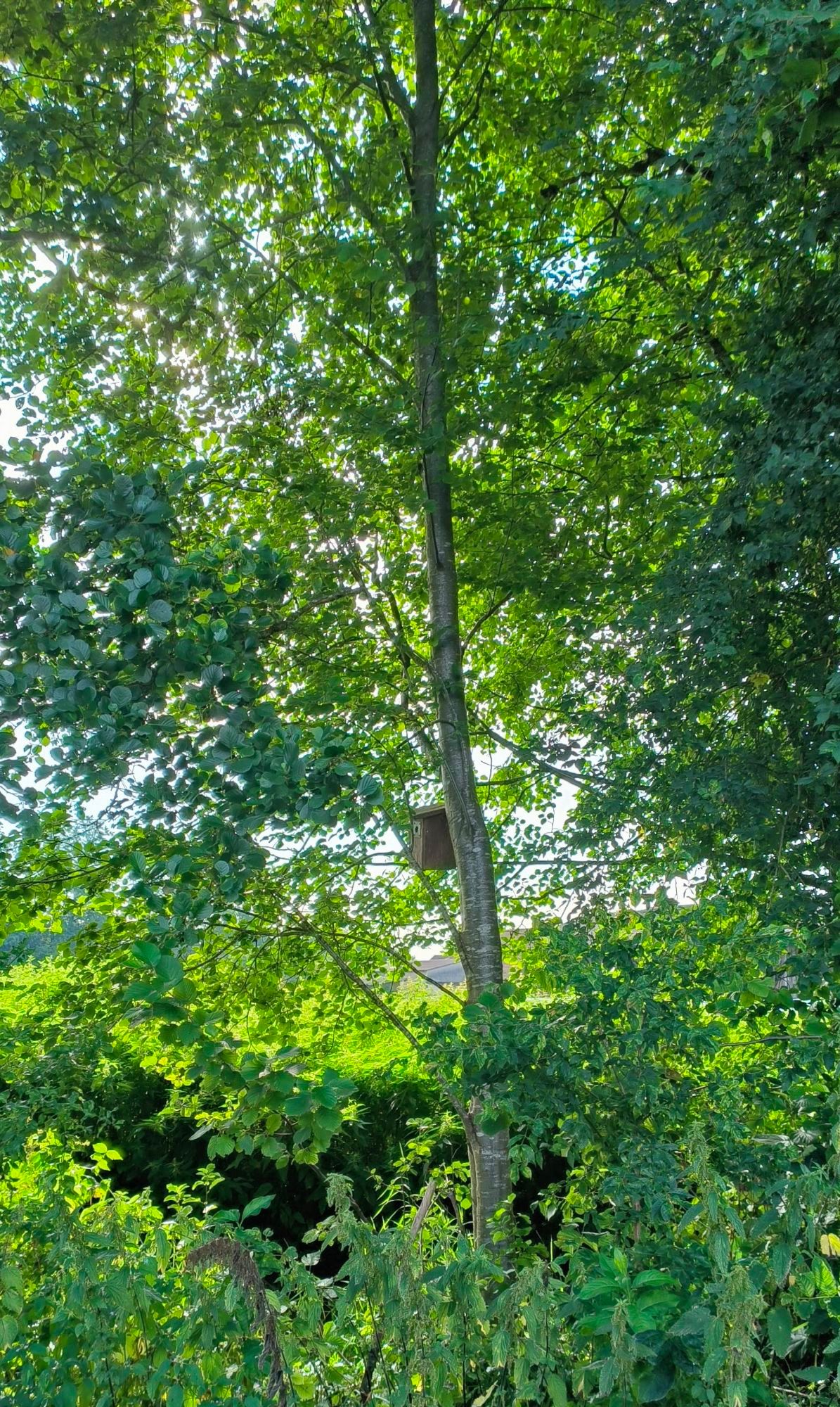 Vogelhäuschen oben in einer Buche.