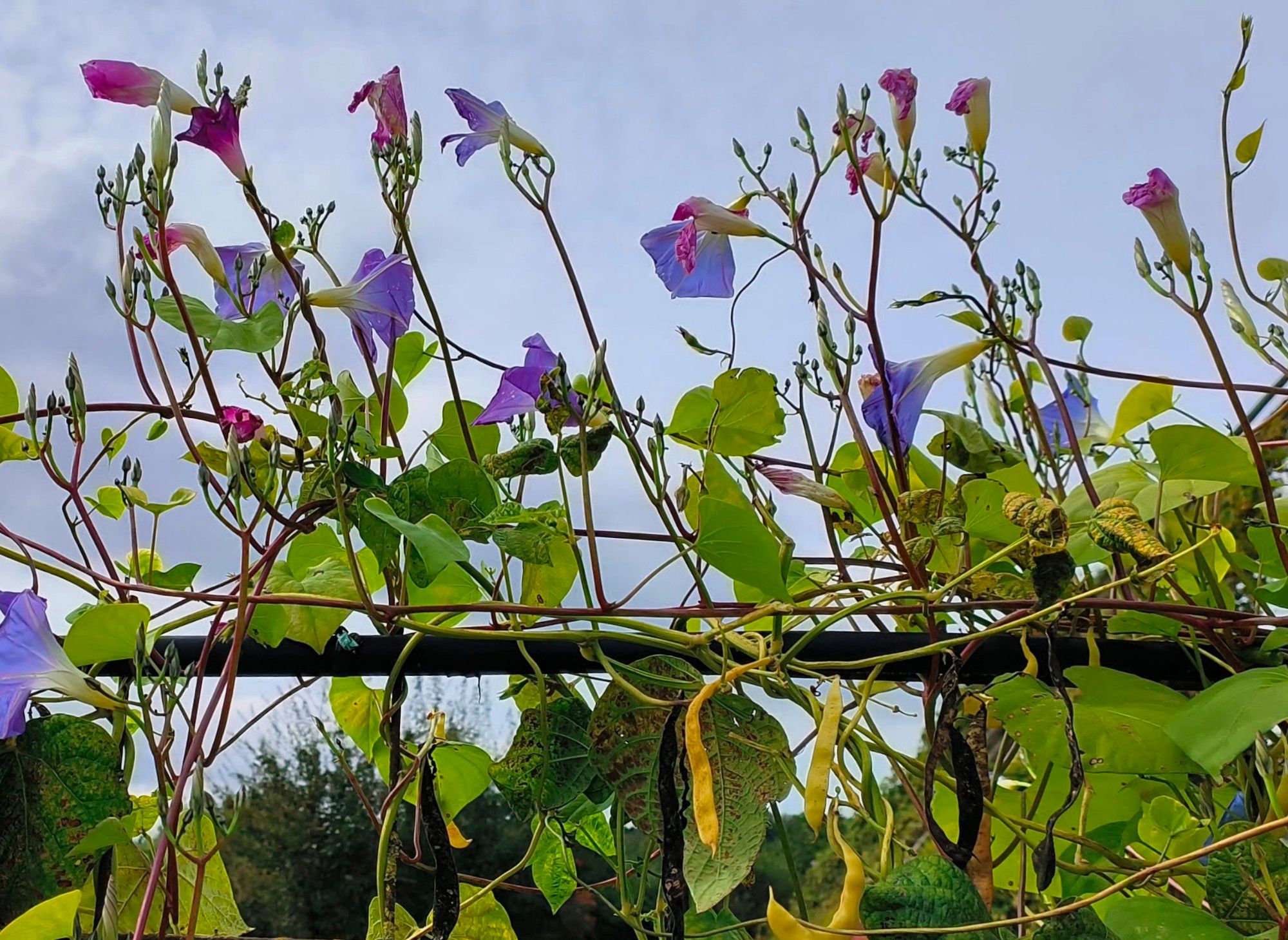 Am Gitter gewachsene Ranken mit lila Blüten und gelben Bohnen.