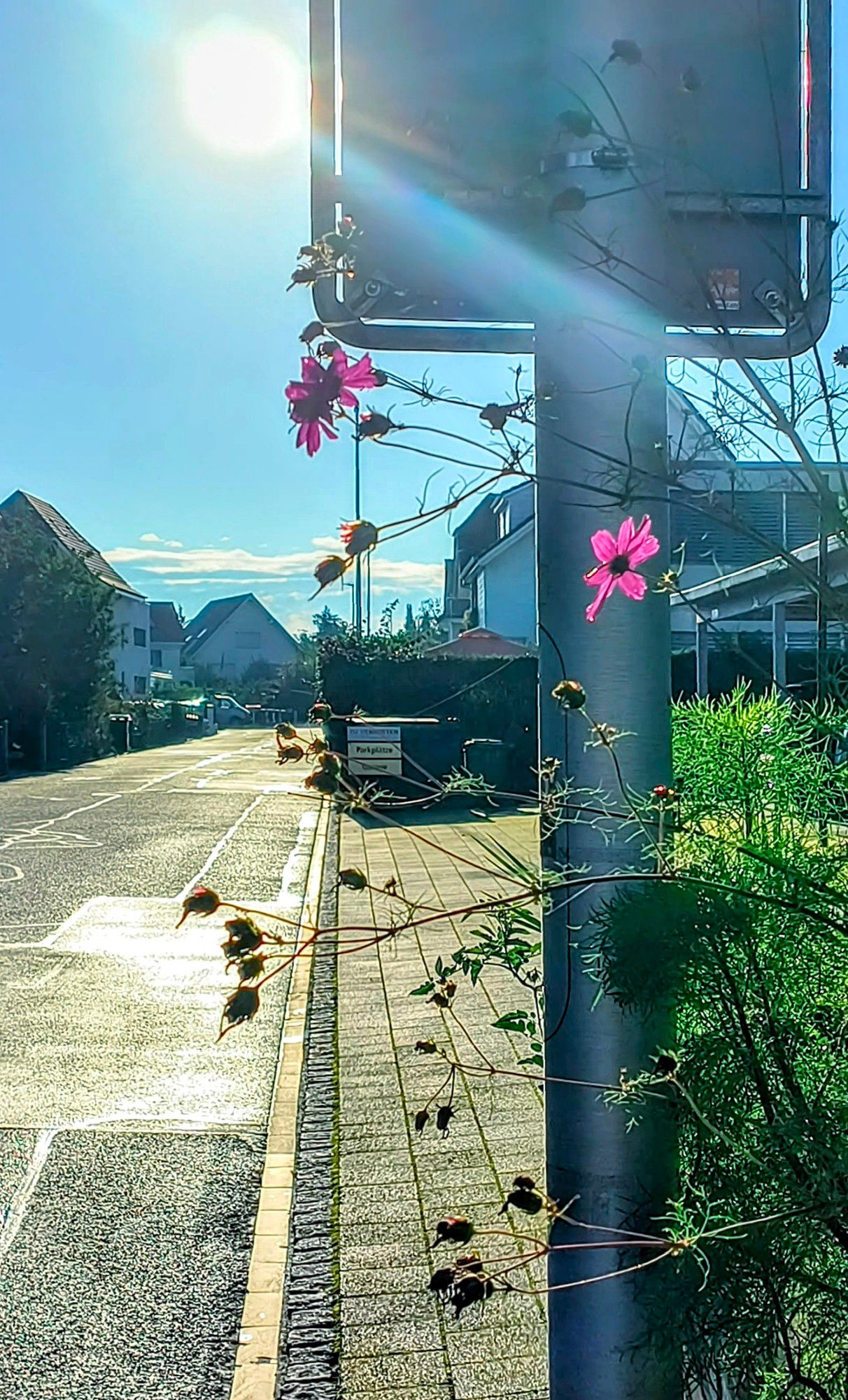 Weg im Dorf, Schild mit langstieligen pinken Blumem. Gegenlicht.