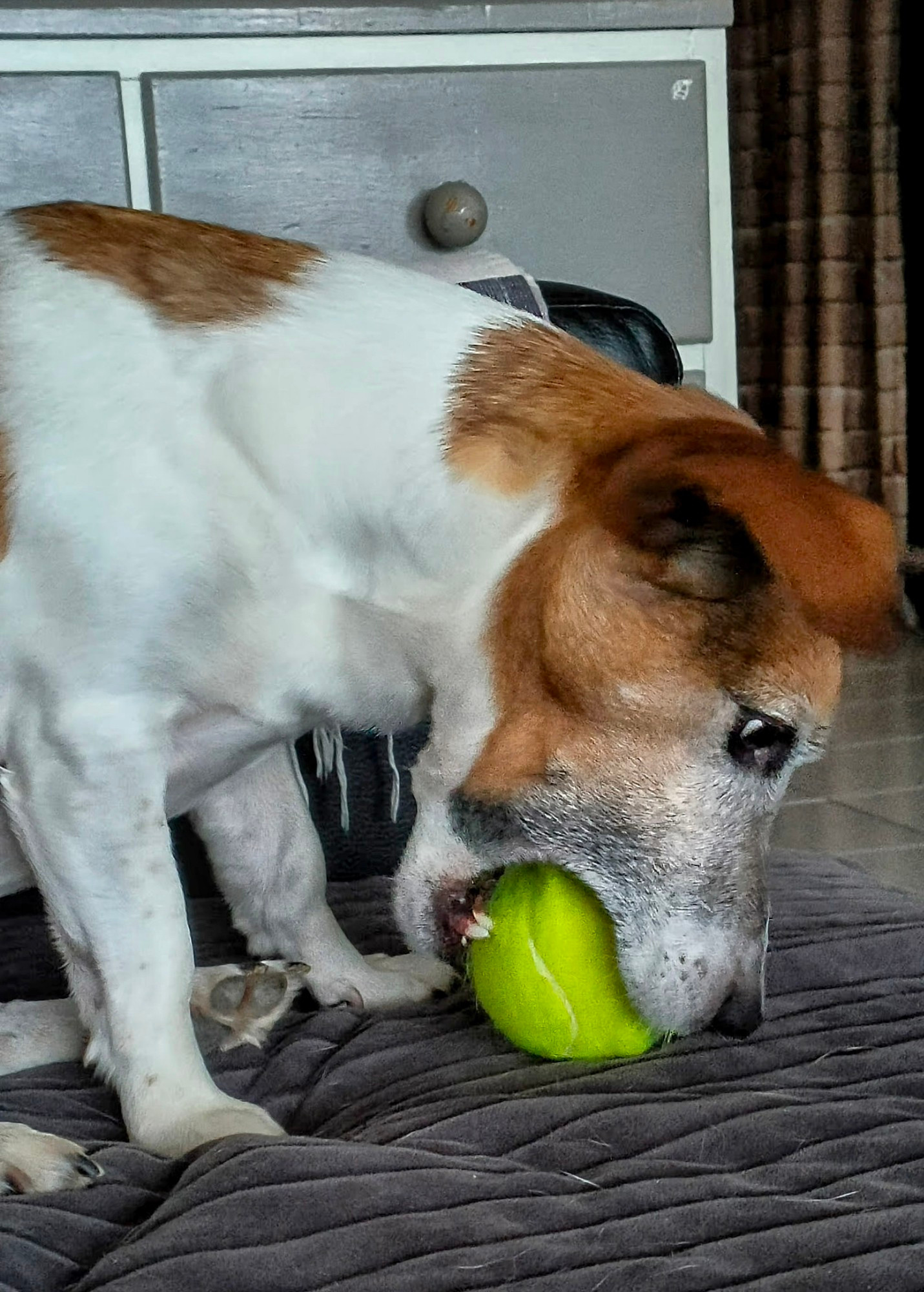 Jackrussel Lennox beisst seine Leckerli aus dem geschlitzten Tennisball.