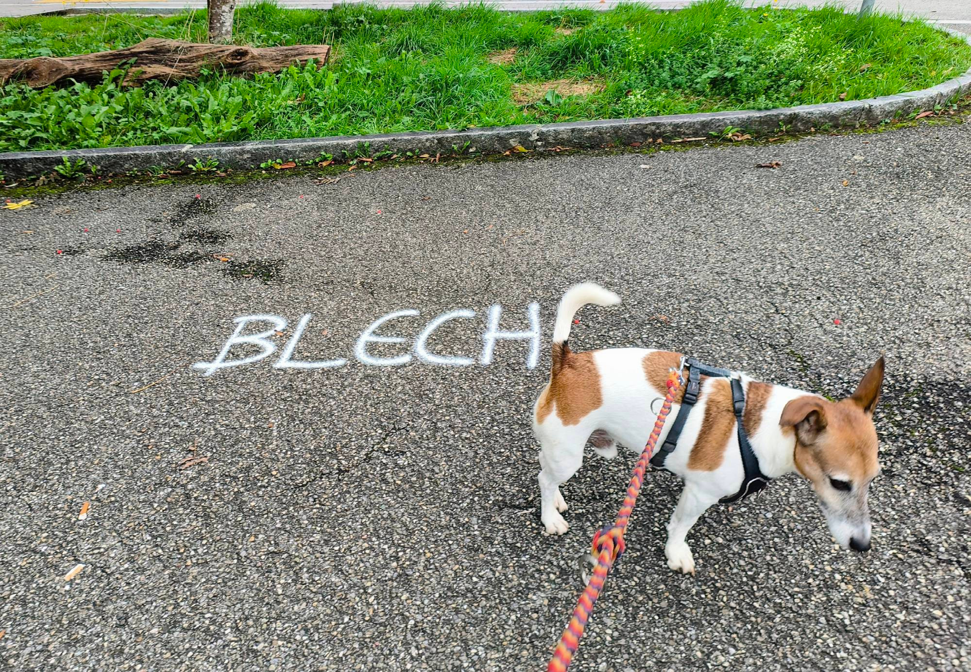 Blech in weiss auf den Teer geschrieben, davor Jackrussel.