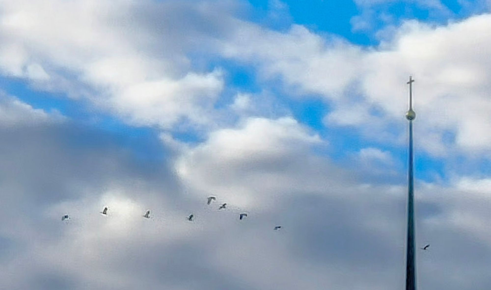 8 Vögel folgen Einem