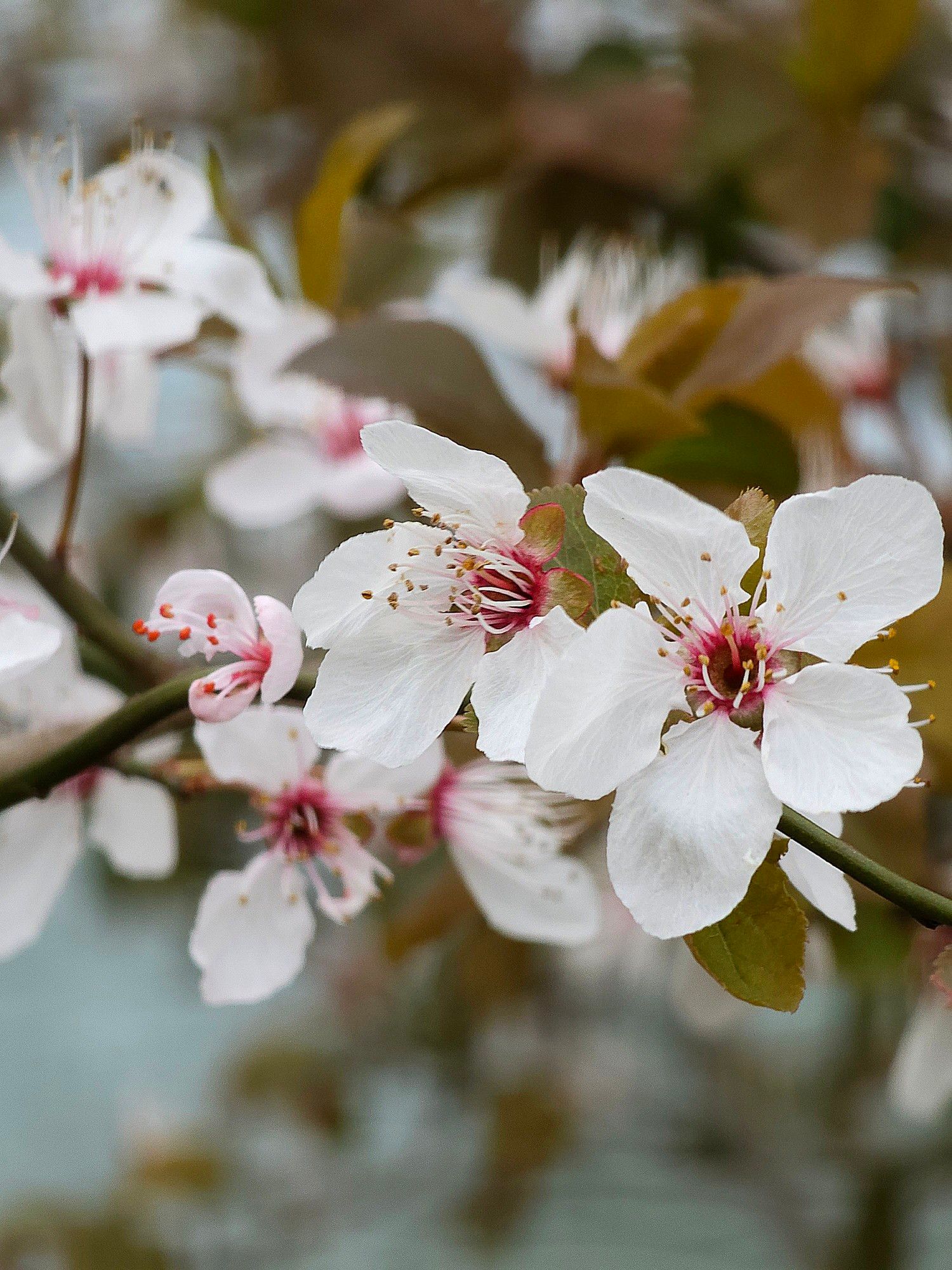 Petites fleurs blanches...