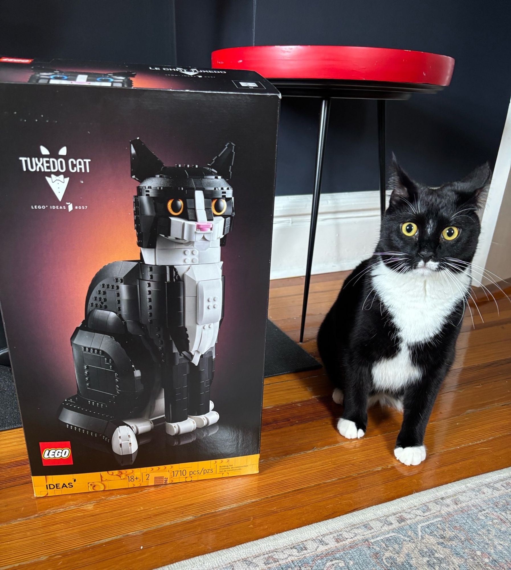 Loretta standing next to a Lego tuxedo cat box and they look exactly the same