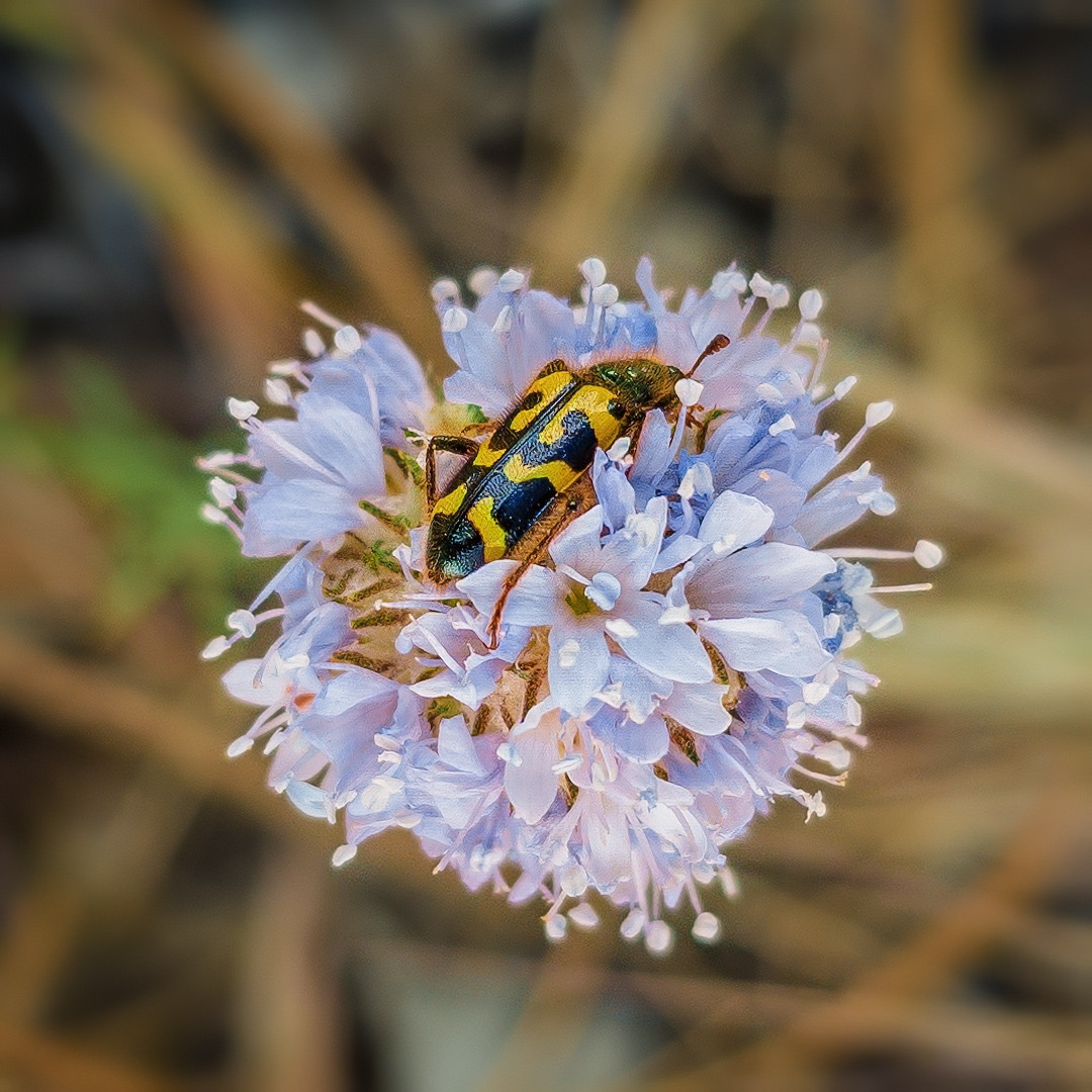 Centered against a blurred earth-toned background of mostly-dry mixed vegetation is a spherical inflorescence consisting of dozens of five-petaled flowers raining in color from pale pink to lavender to light blue, the stamens of which protrude further than the corolla. Weaving its way through these flowers, an Ornate Checkered Beetle wantonly gorges itself on pollen. Its body is black tinged with an iridescent blue tone and has tiger-like yellow transverse markings across its elytra which are divided by a black line down the suture. Fine and sparse orange hairs on its body complete its gaudy appearance.