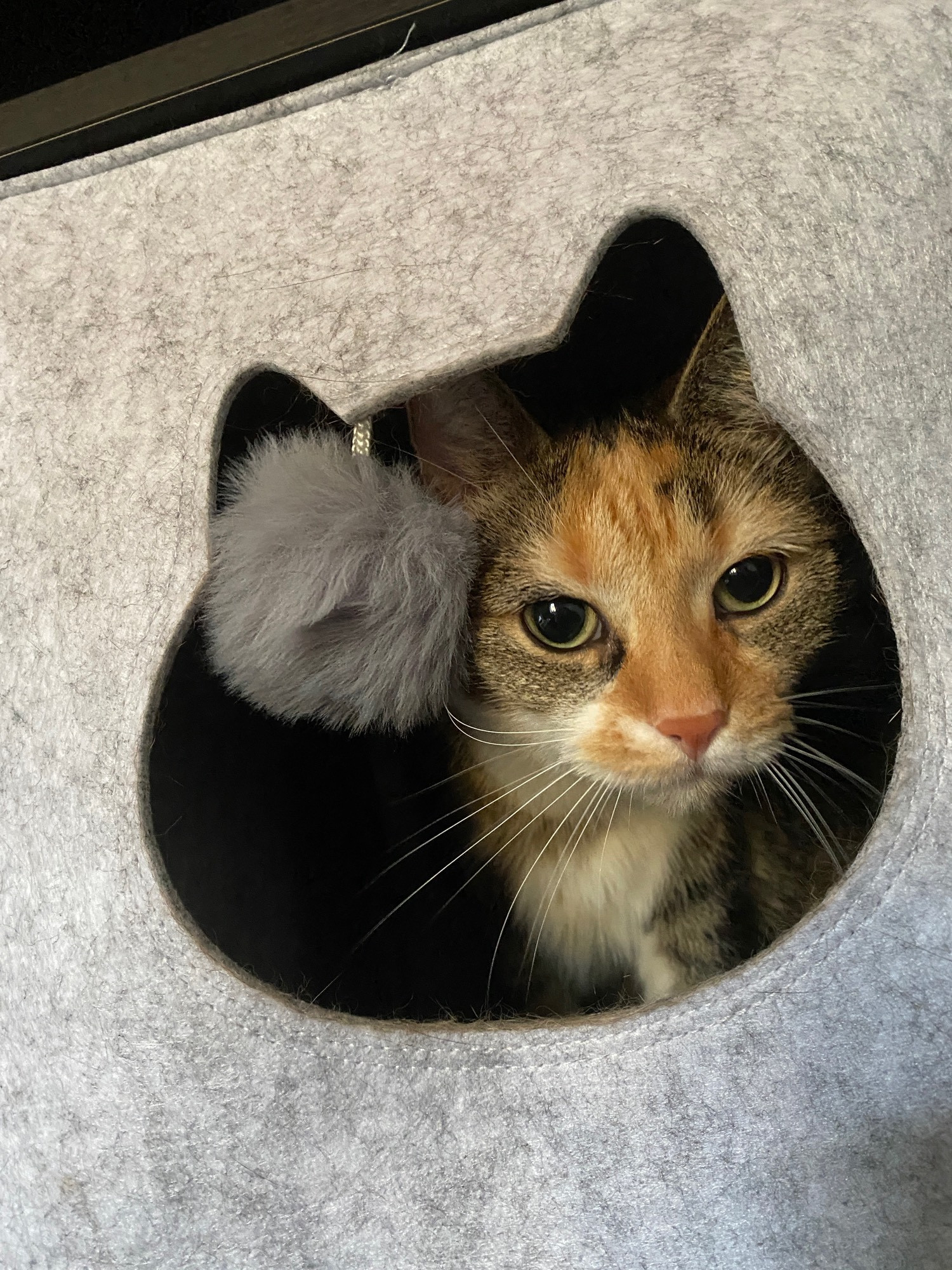 My Cat Ember (tricolor most grey / white with orange sprinkles and green eyes) looking out of a Catbox in a Shelf