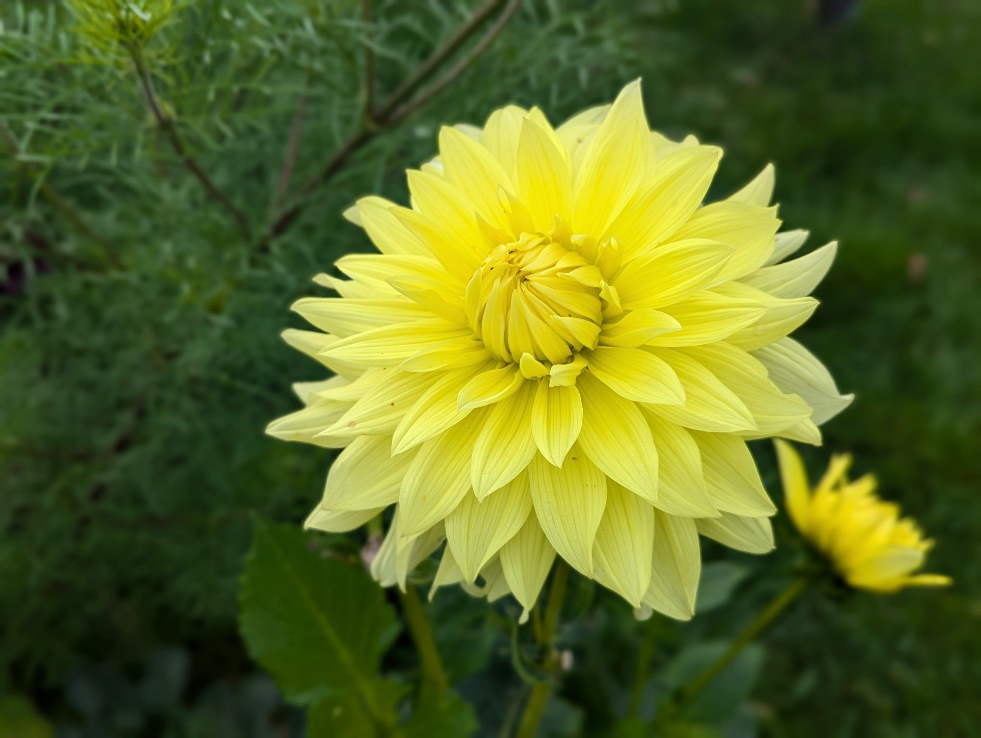 That's a Dhalia, this variety is a yellow one.