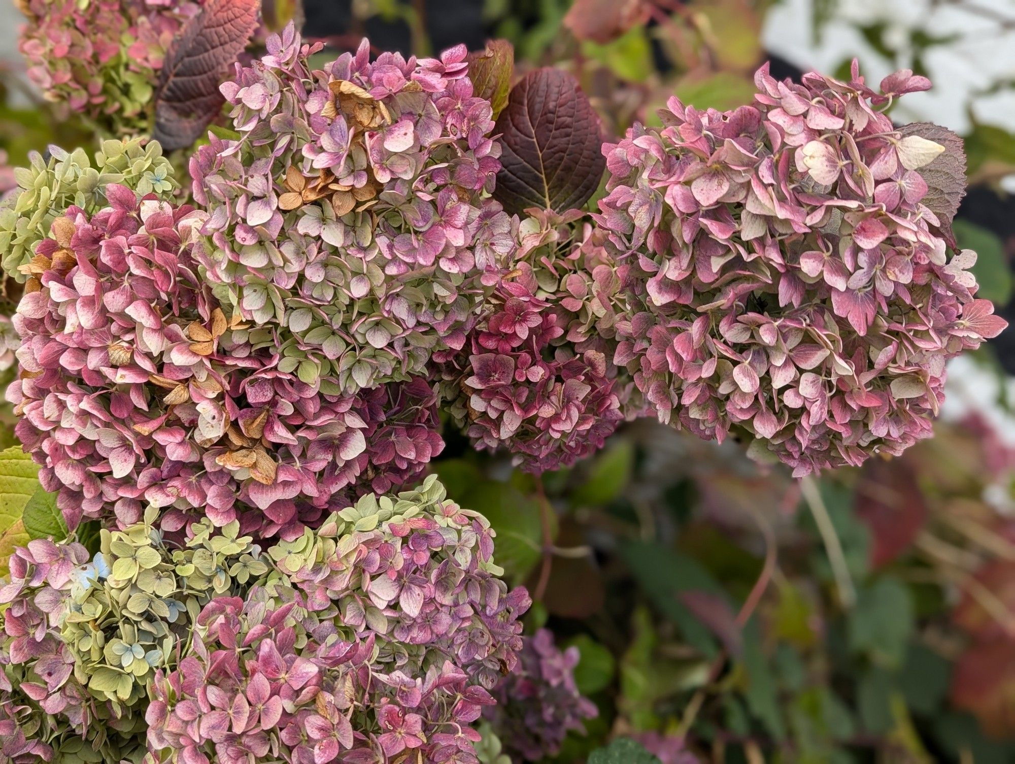 A Hydrangea, this starts the year as a lovely sky blue then slowly changes through a plethora of colours as the season goes on. Then the heads stay in my compost forever and ever and never break down.