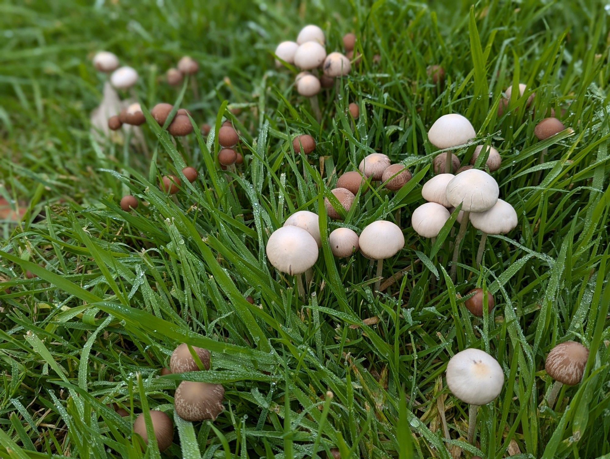 Here are some nice mushrooms