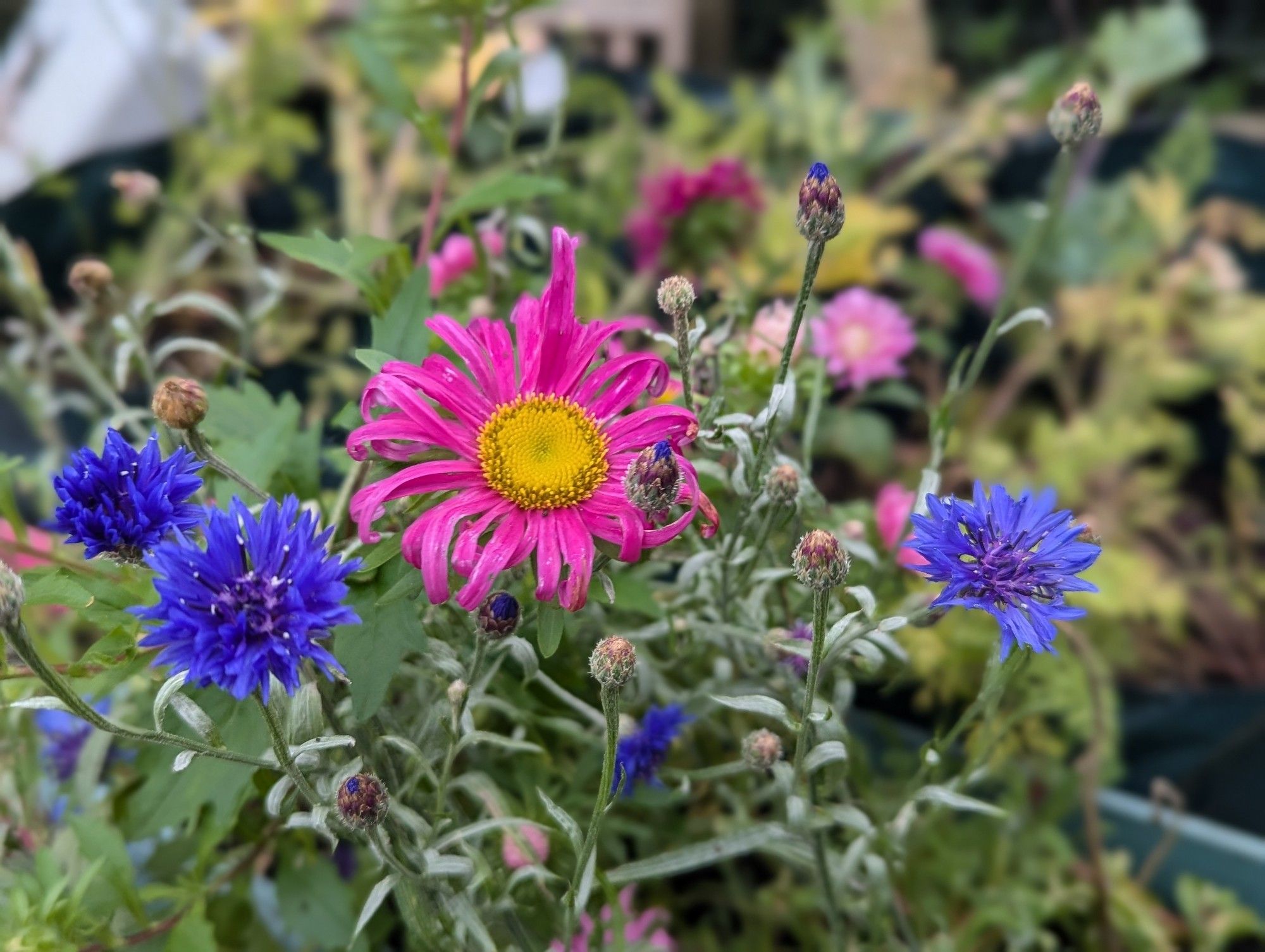 More flowers, I have no idea what these are and my wife isn't around to educate me.