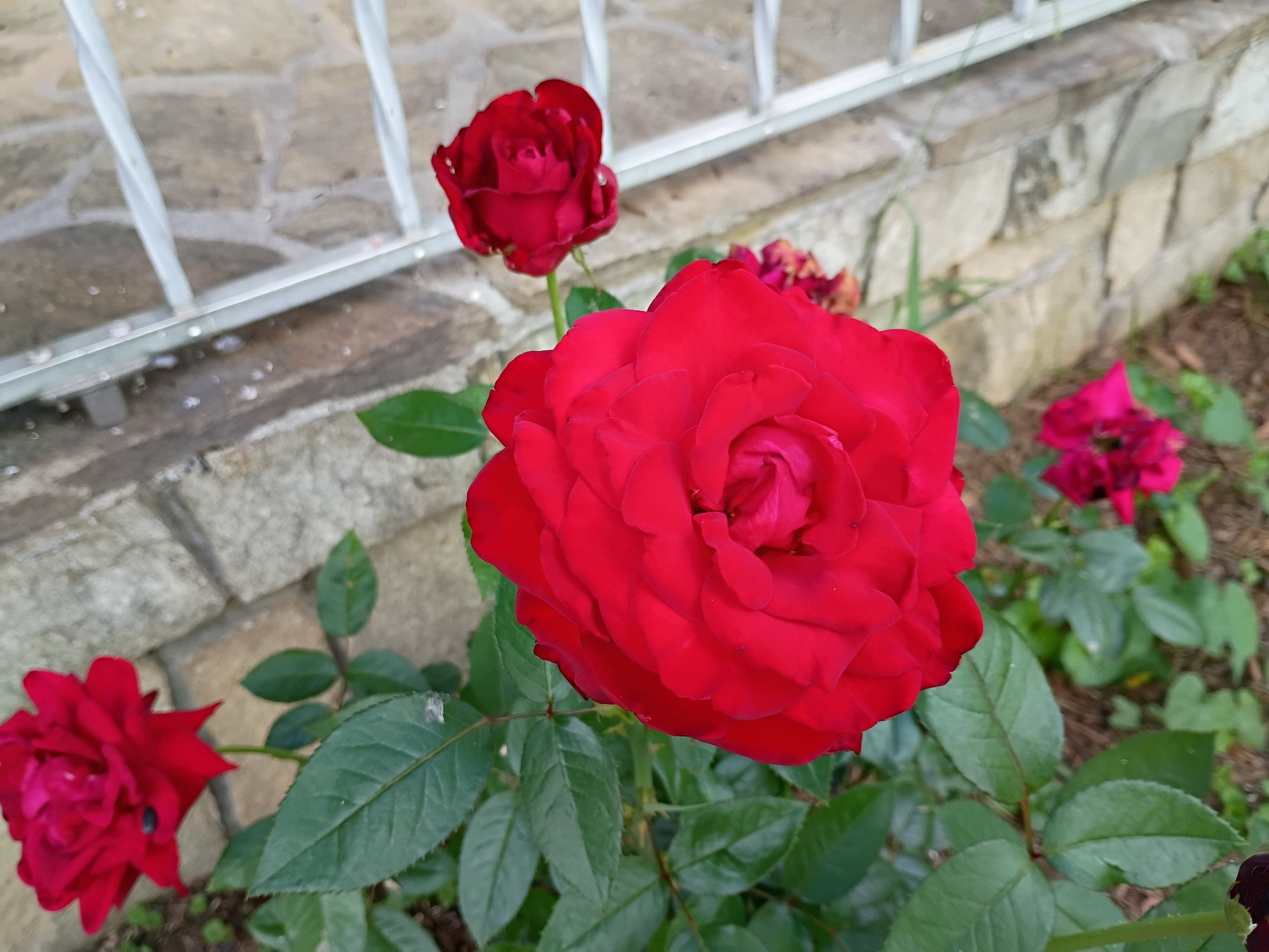 a big beautiful rose, so vibrantly red that my phone camera is somewhat overwhelmed 