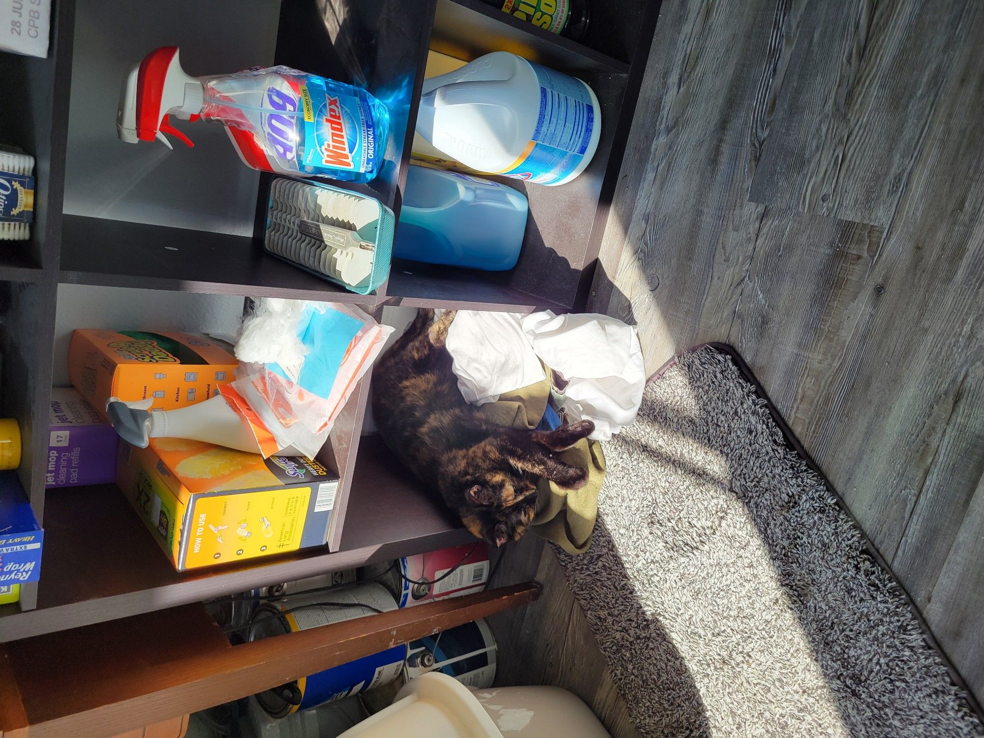 Tortie cat sleeping on rags in a bookshelf 