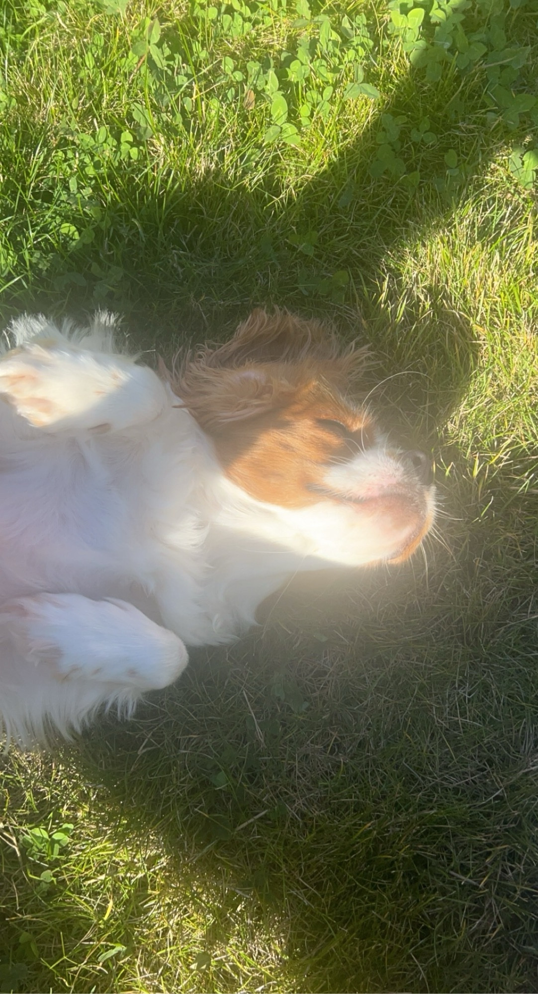 Chevalier dog in the blenheim colours rolling in a green patch of grass, light shining and highlighting its face.