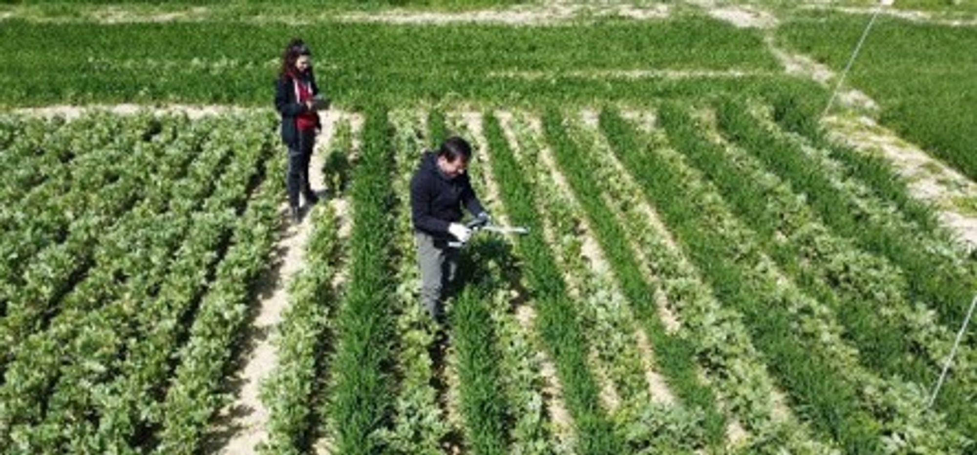 Research team conducting STICs calibration on a farm in the spanish Ebro valley. 

Copyright: Louise Blanc / Universitat de Lleida