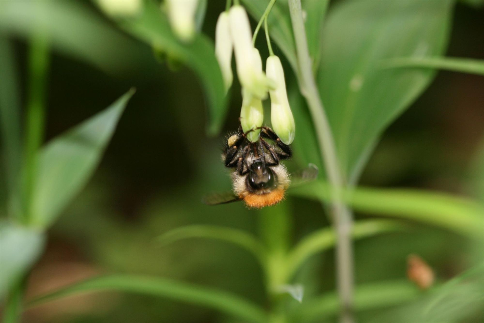 A common carder bee (Bombus pascuorum) collecting nectar from a flower of Solomon's seal (Polygonatum multiflorum). Researchers have studied the influence of different landscape features on the foraging routes of the bumblebee species and how this affects the population genetics of the plant. 

Copyright: Jannis Till Feigs  / ZALF