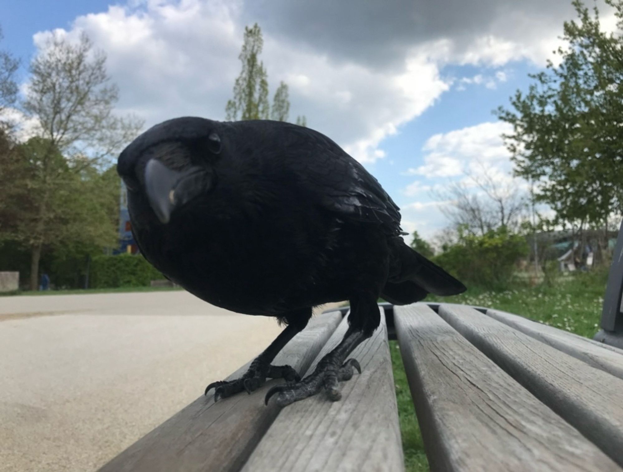 Crow walking on a bench towards the human  sitting the other end and taking the photo - crow hopes the jaunty look will encourage the human to dish out some more peanuts. The human is a sucker for crow swagger and always gives more peanuts! And leaves a gift on the bench when departing as a gesture to crow friend and his wife. Mrs Crow will only come once the human leaves.