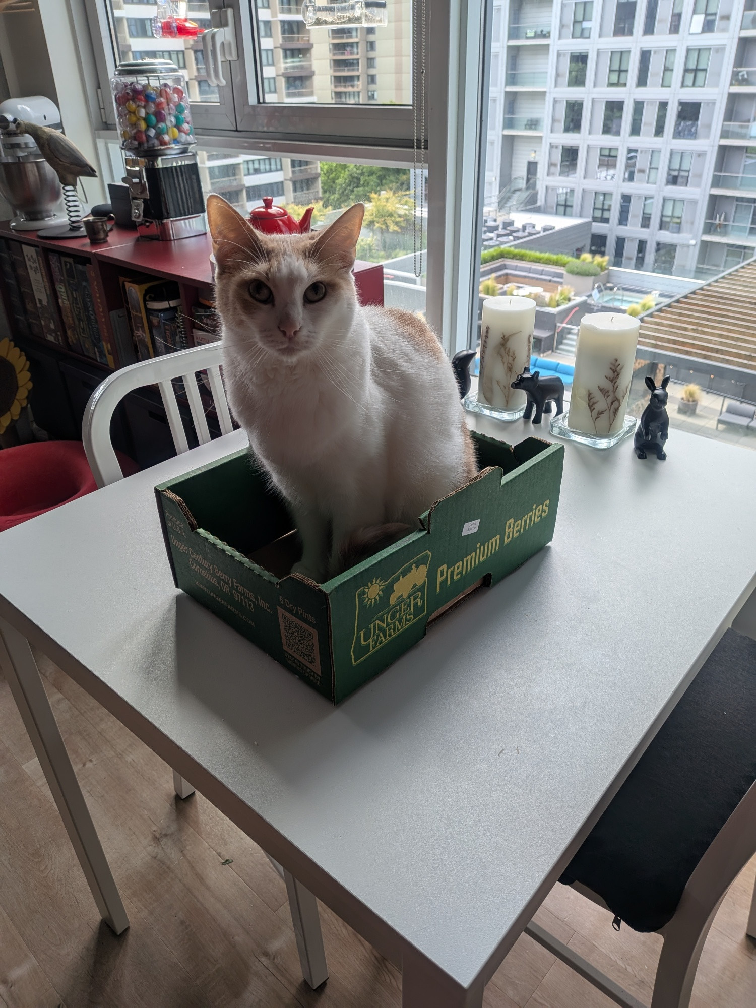 An orange and white cat sits in a green fruit box on a table 